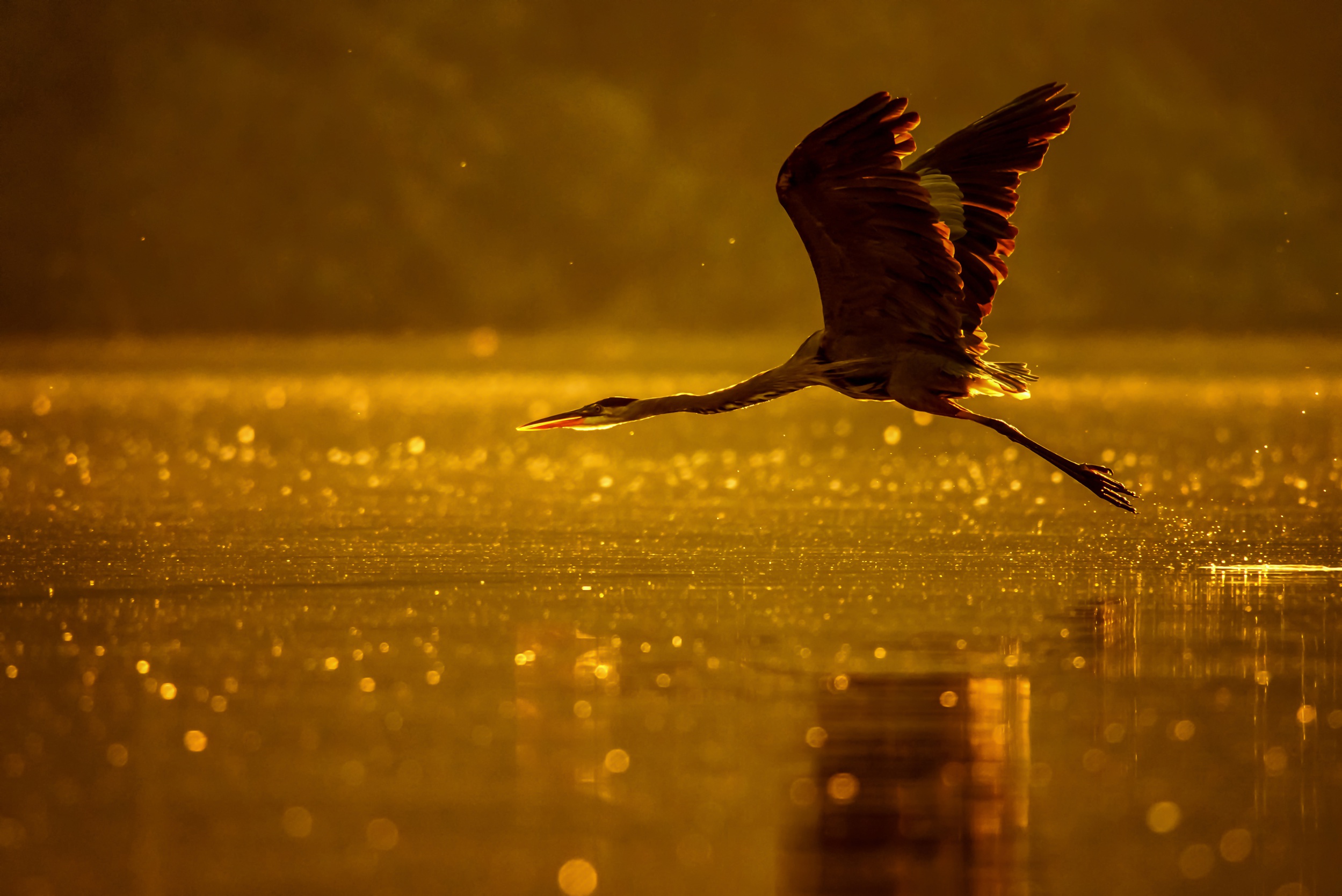 Bird Bokeh Depth Of Field Heron Reflection Water Wildlife 2499x1668
