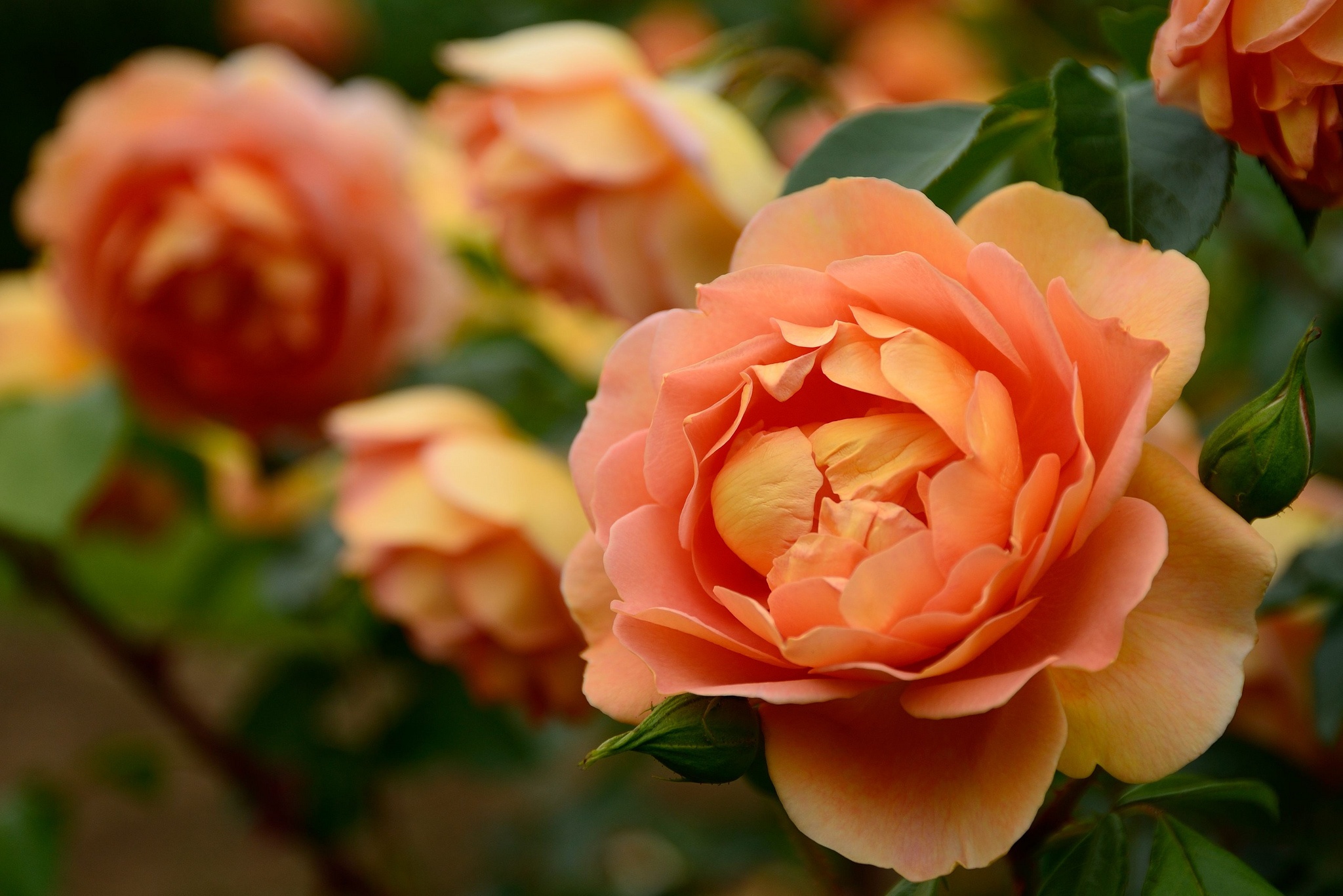Close Up Flower Nature Peach Flower Rose 2048x1366
