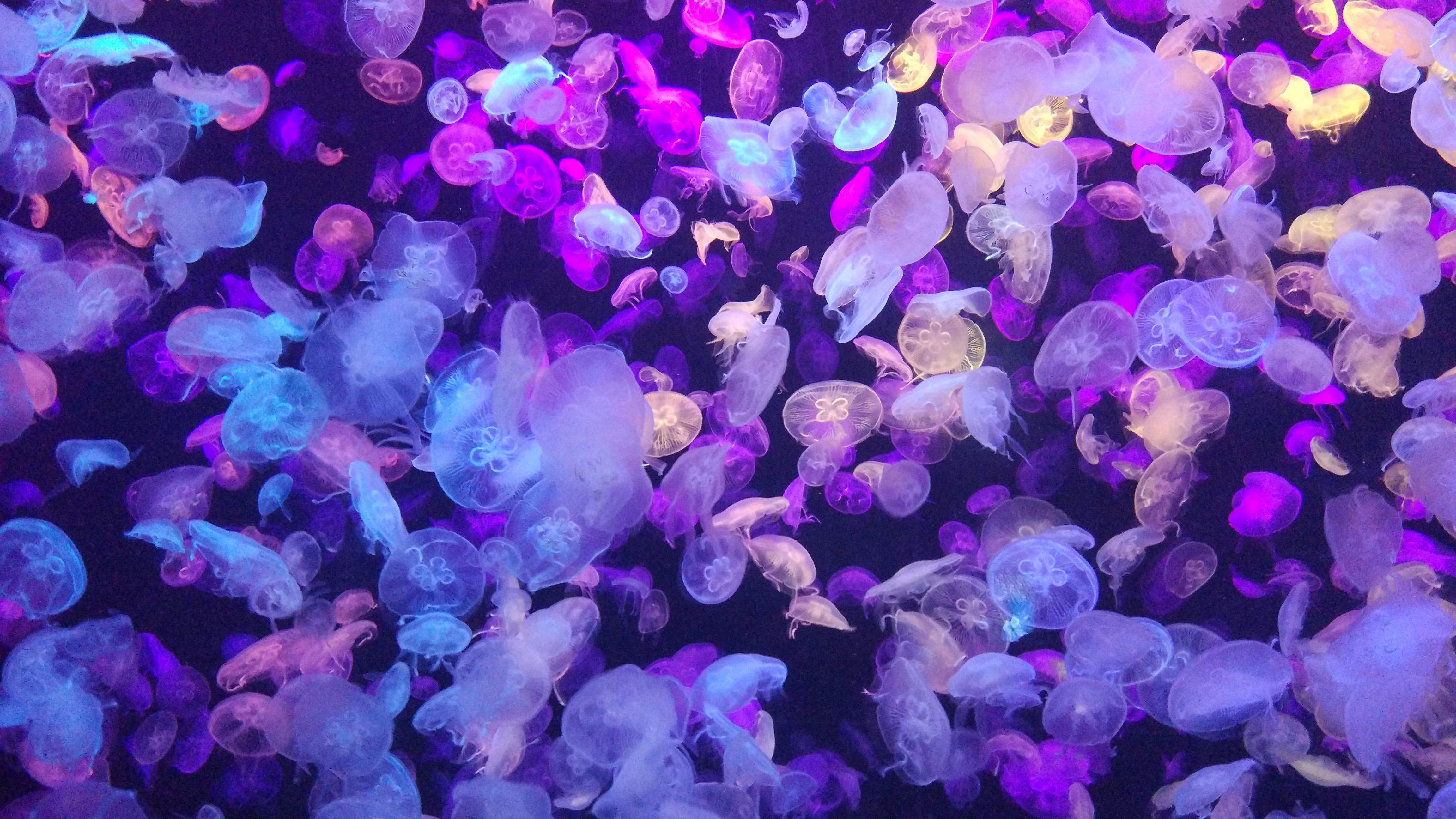 Jellyfish Sea Life Underwater 4608x2592