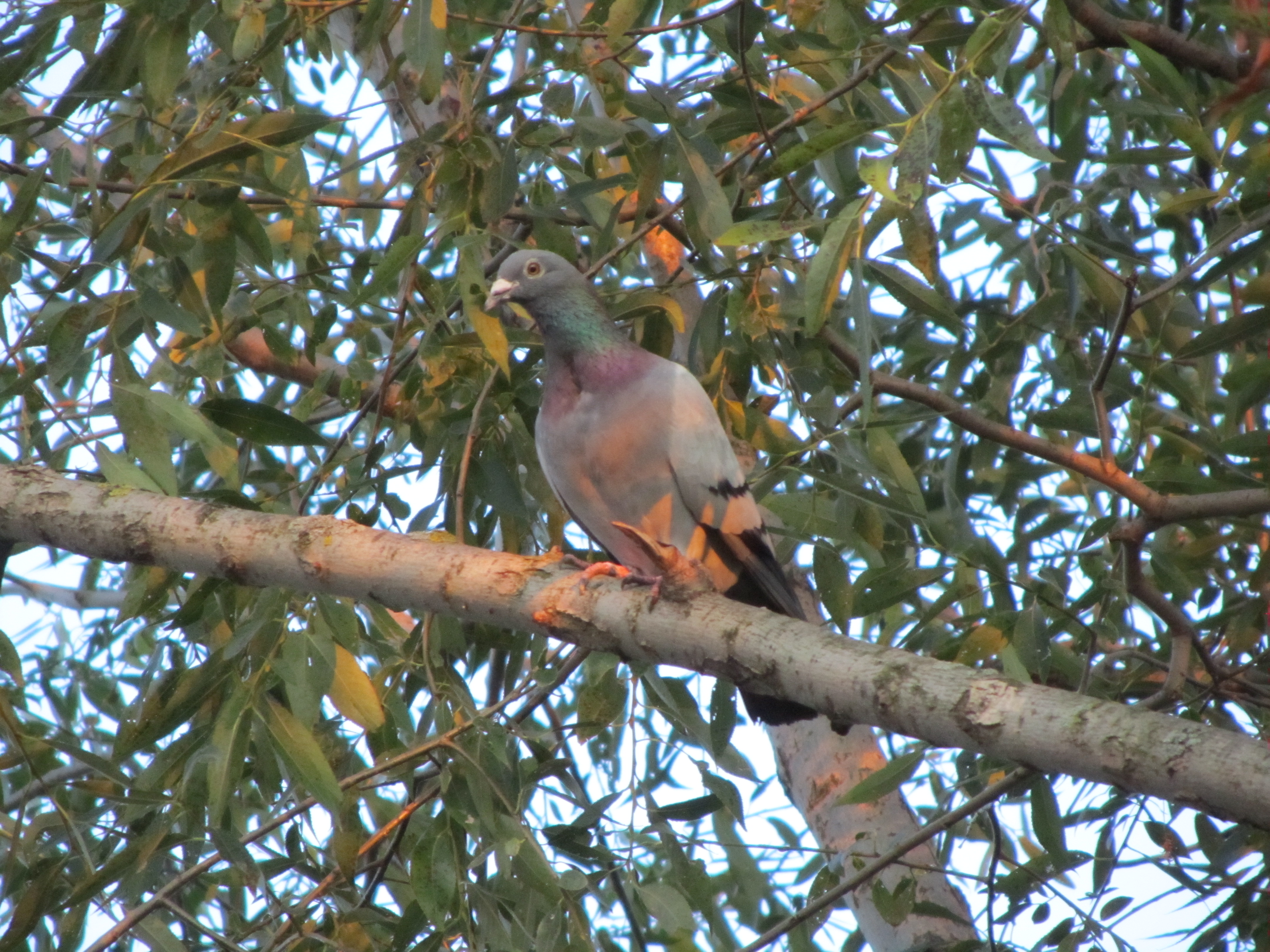 Animal Pigeon 4320x3240