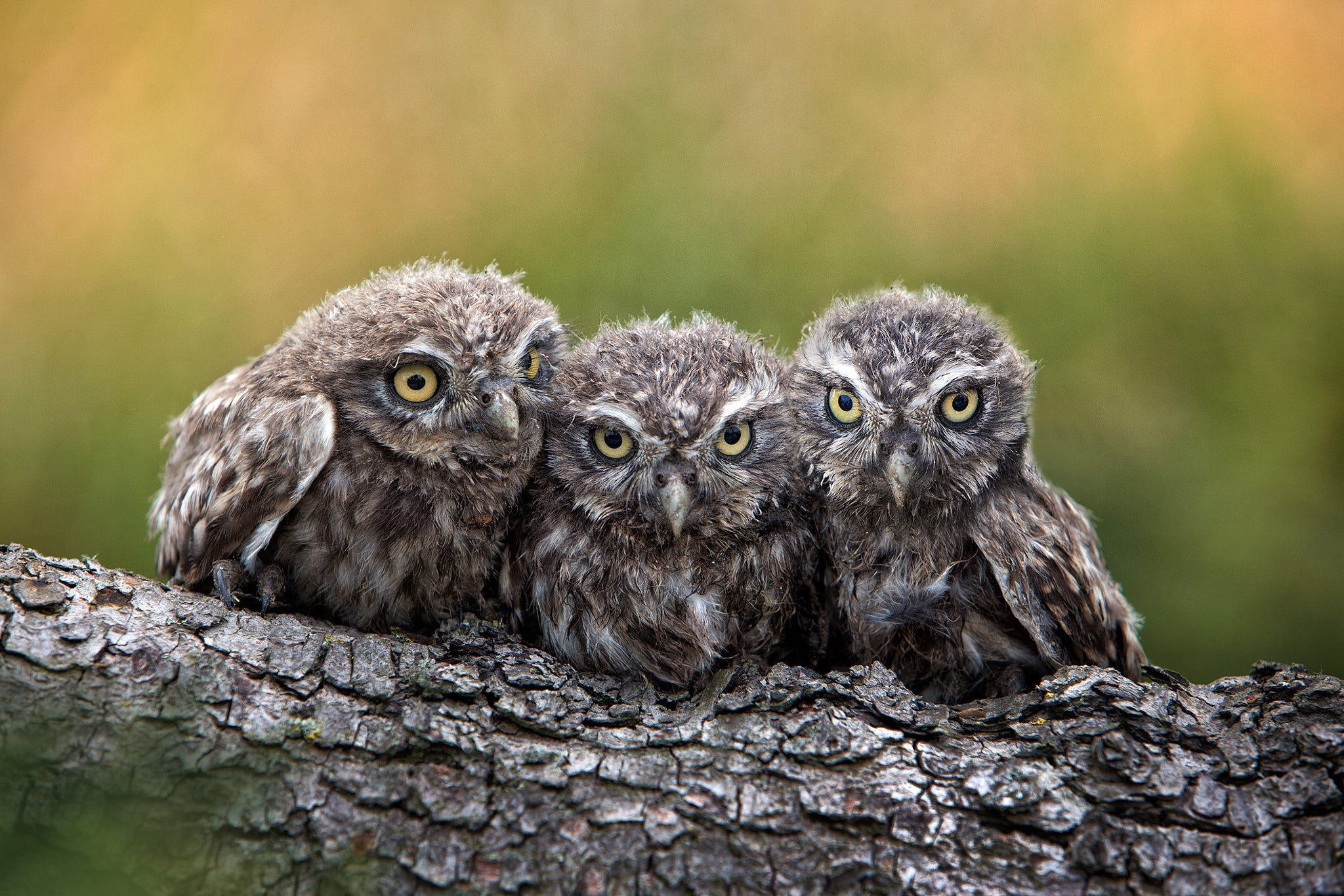Baby Animal Bird Owl Owlet Wildlife 2048x1366