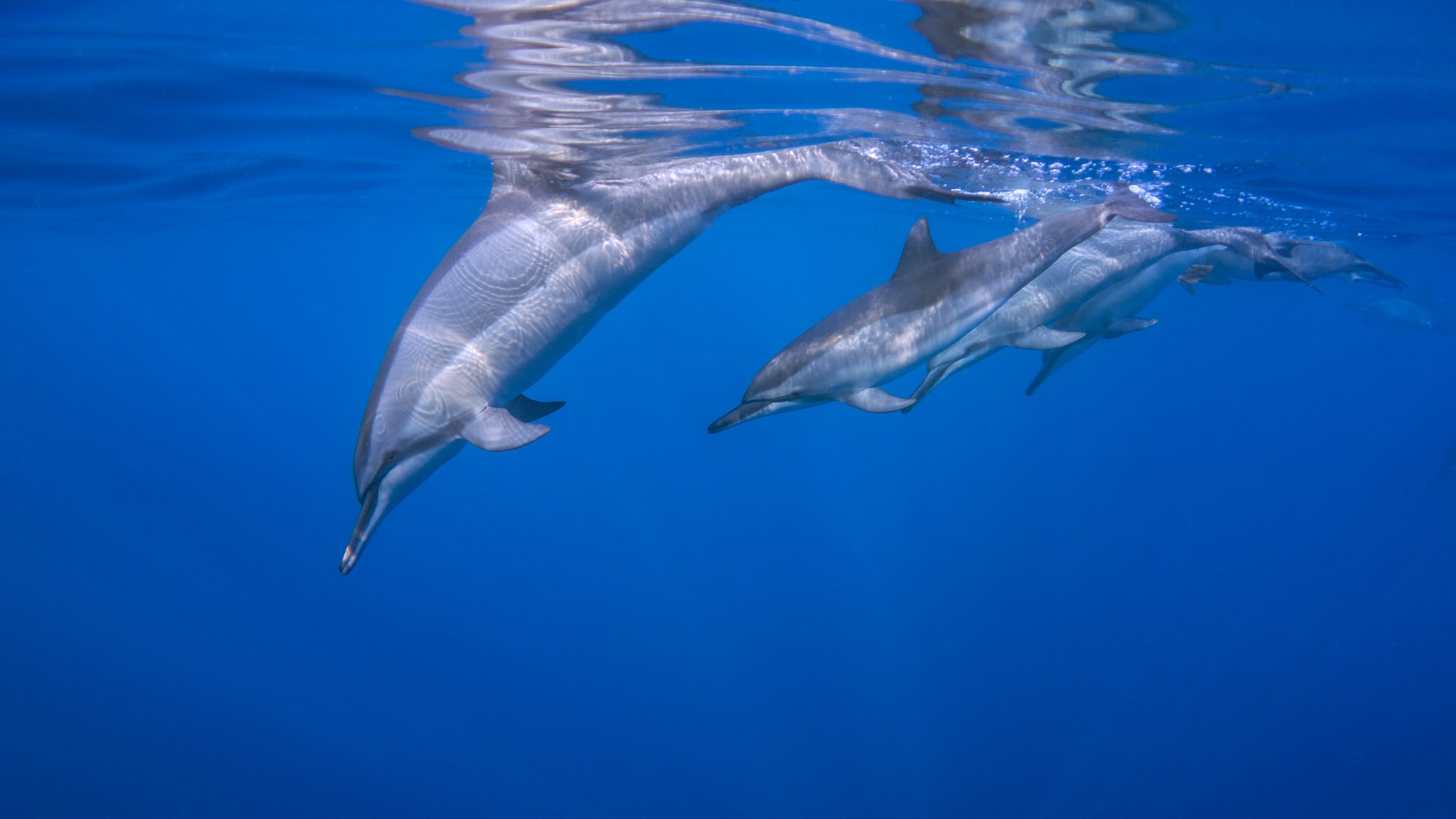Blue Dolphin Underwater 2048x1152
