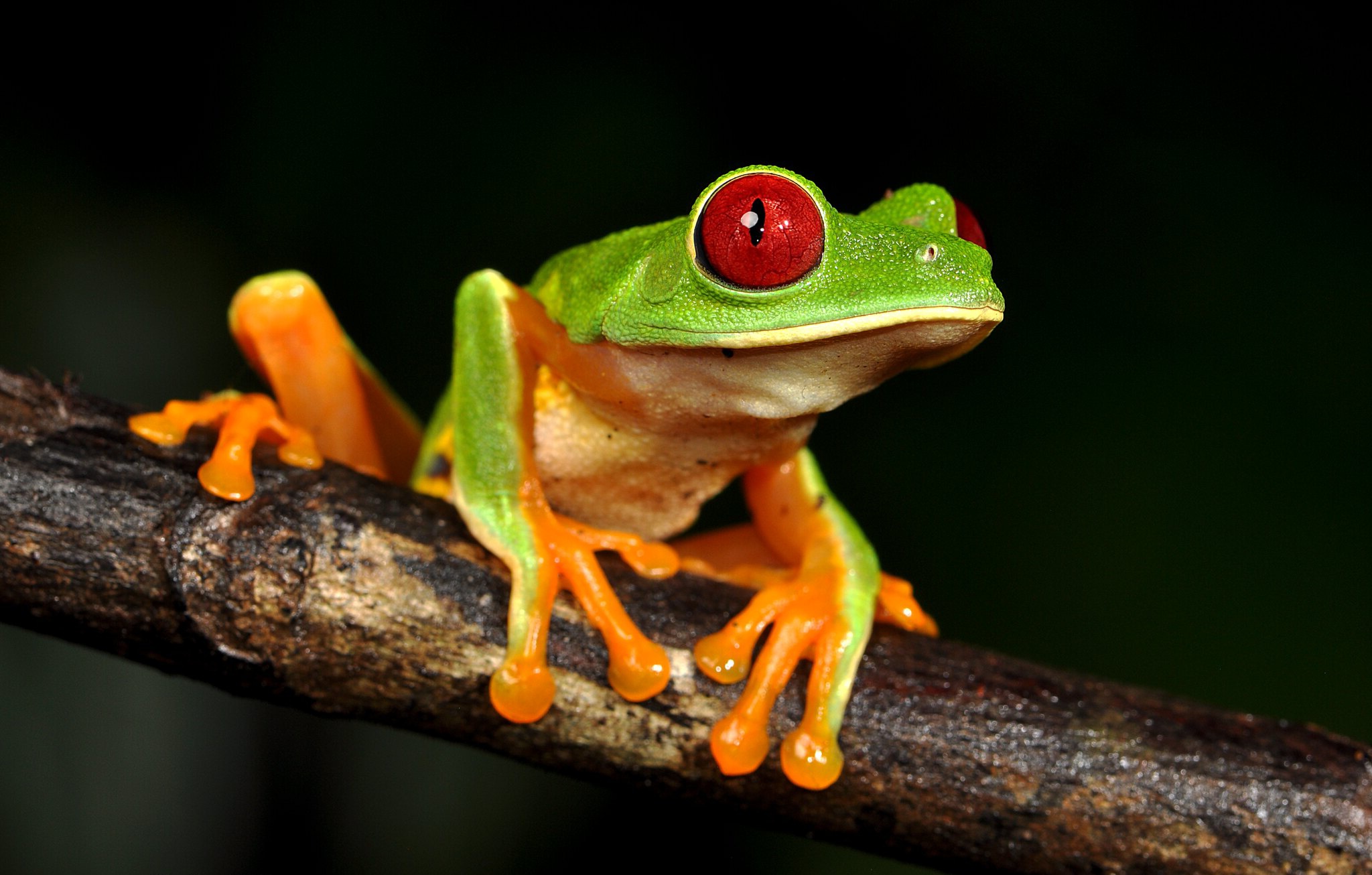 Amphibian Frog Tree Frog Wildlife 2048x1306
