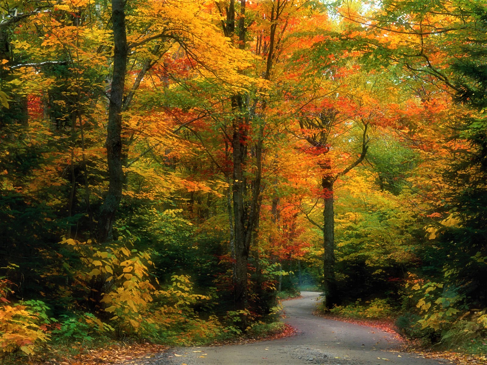 Fall Foliage Forest Hdr Road Tree 1600x1200