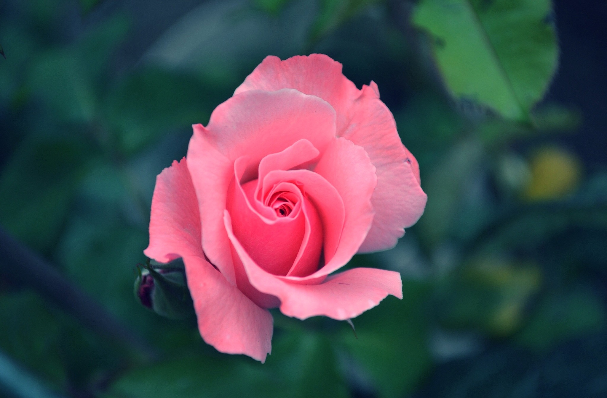 Flower Pink Rose Rose 2048x1346
