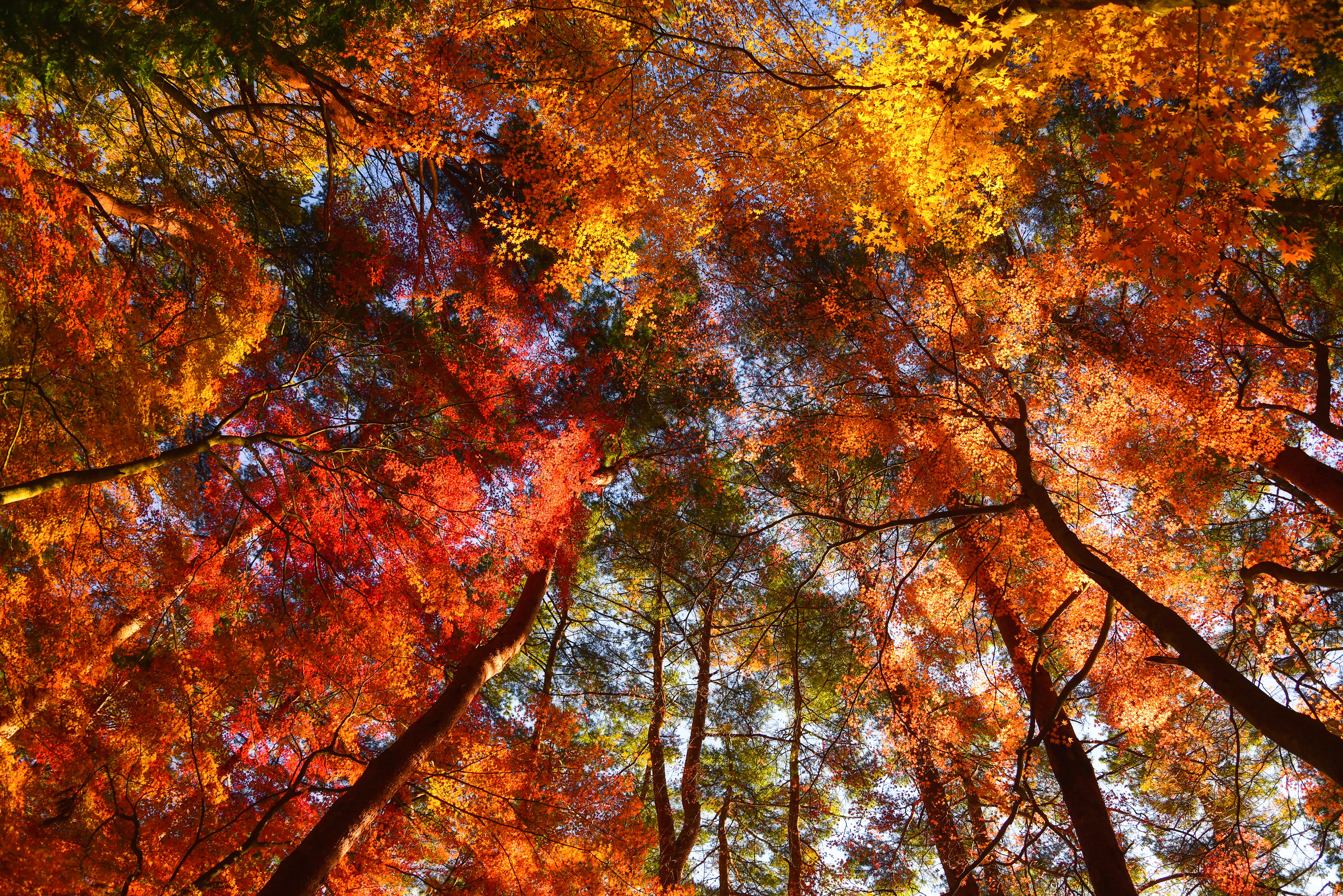 Fall Foliage Nature Treetops 4500x3004