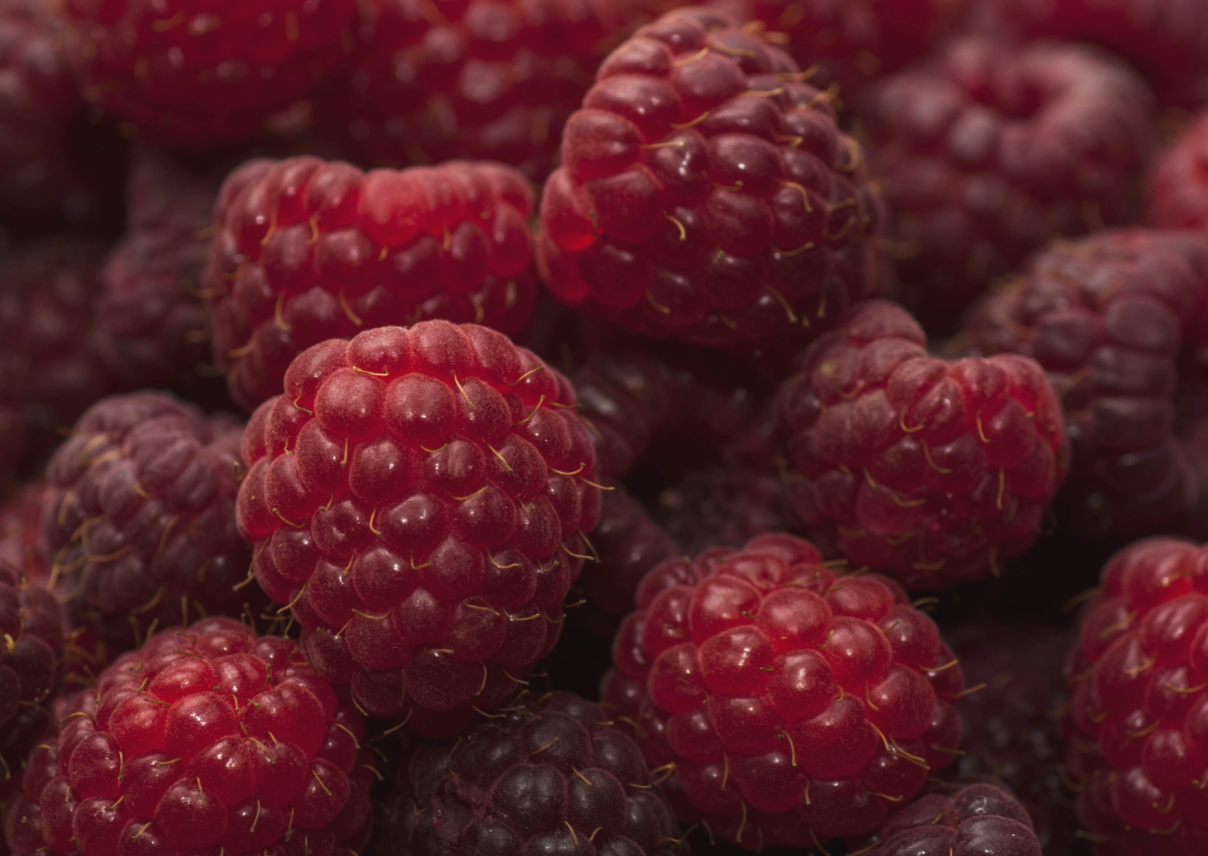 Berry Fruit Macro Raspberry 2400x1701