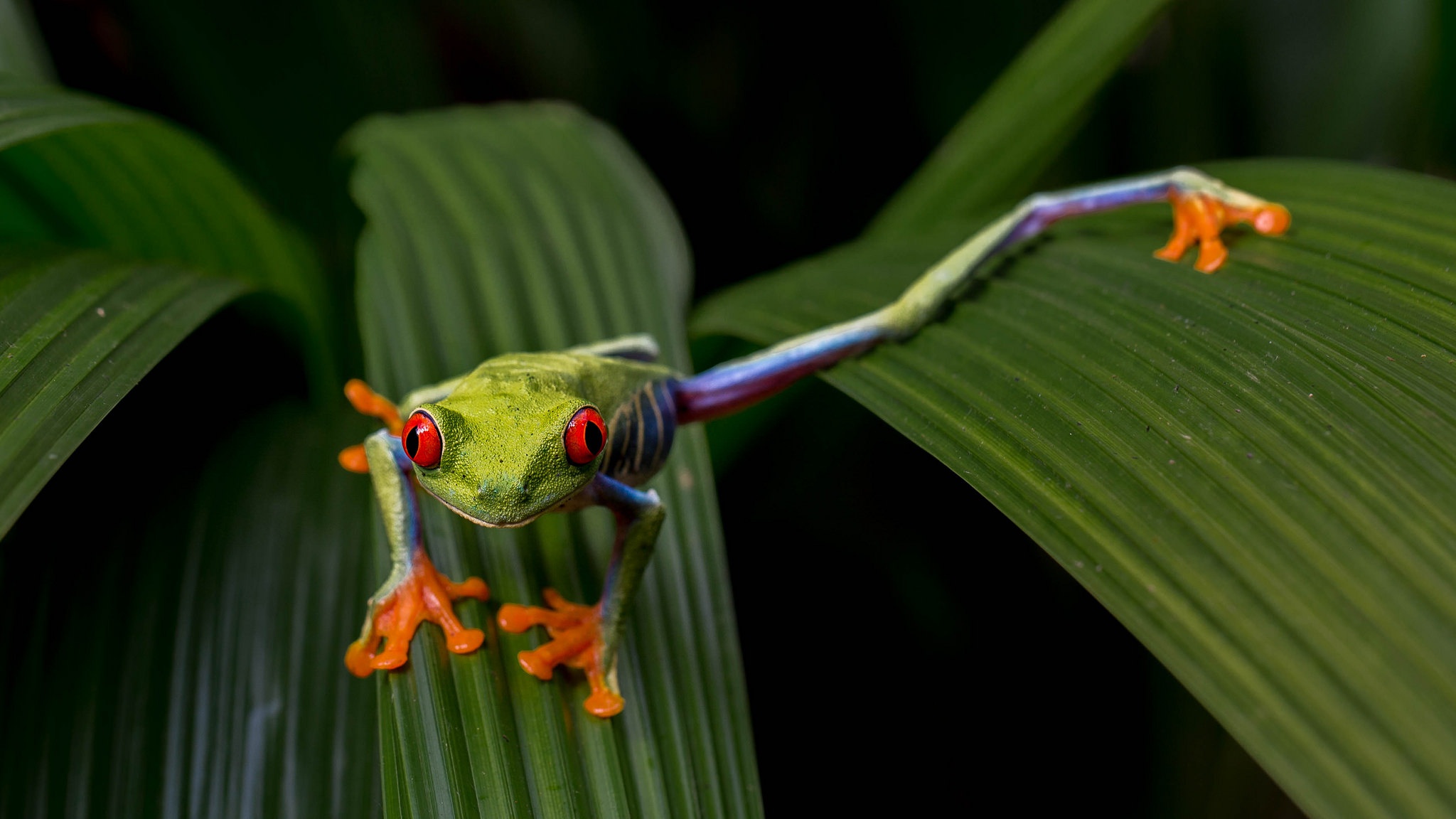 Amphibian Red Eyed Tree Frog Wildlife 2048x1152