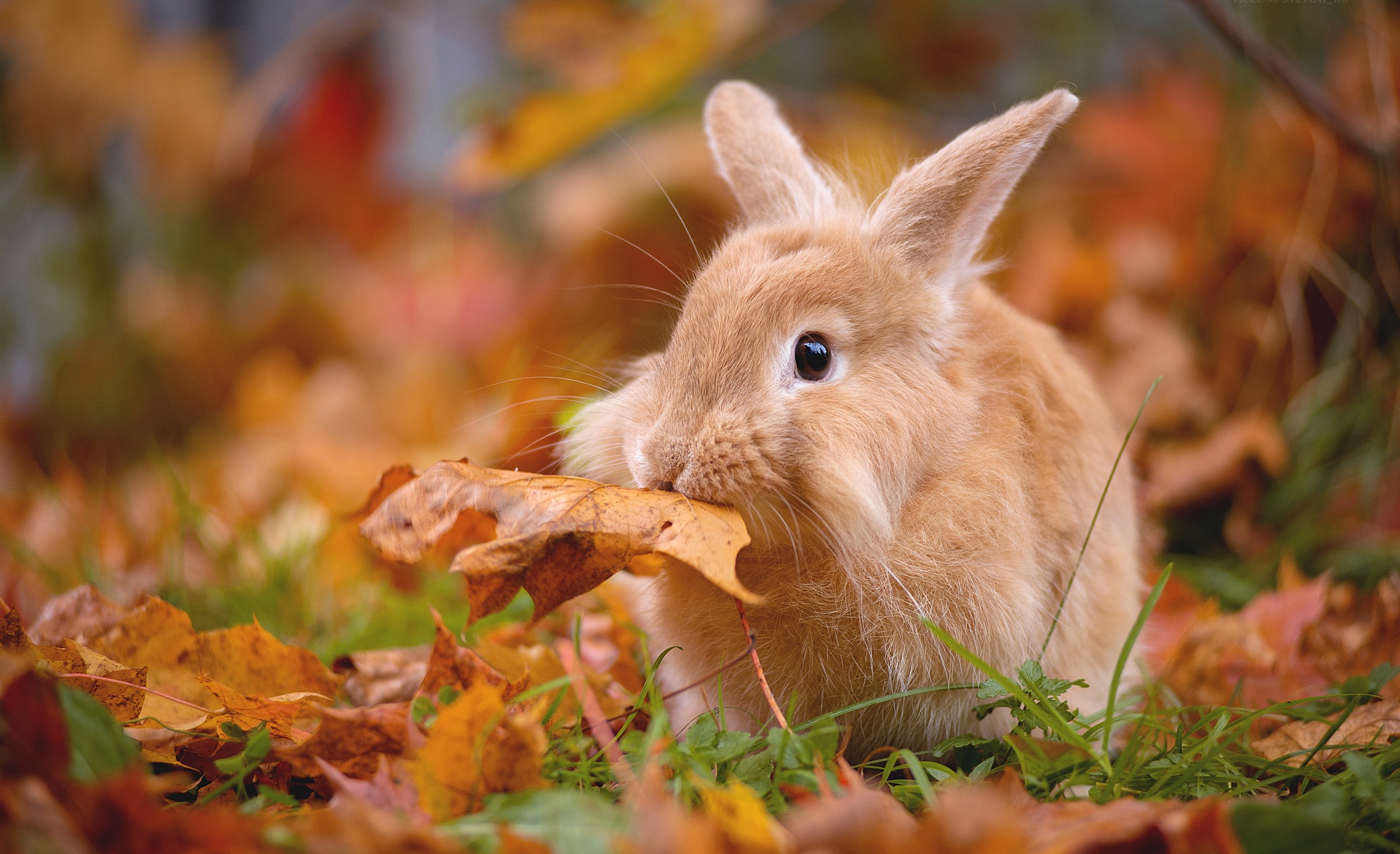 Depth Of Field Fall Rabbit Wildlife 2080x1269