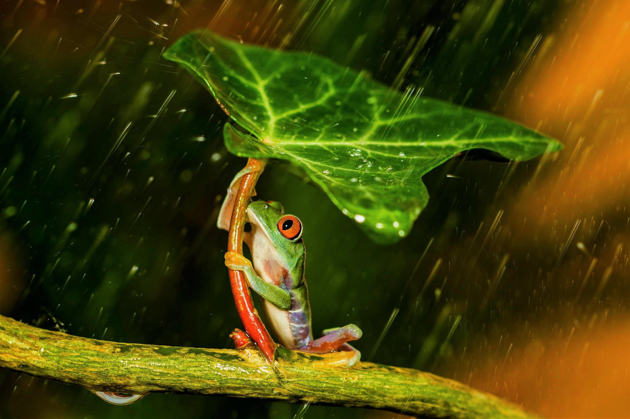 Animal Frog Leaf Rain Tree Frog 2048x1363