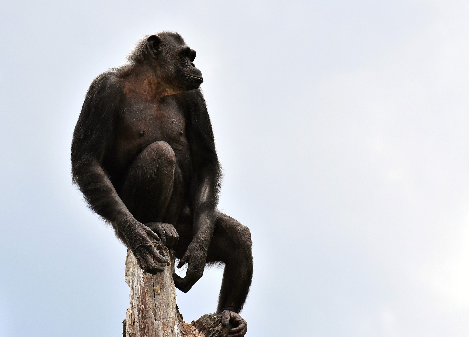 Ape Chimpanzee Monkey Primate Zoo 1920x1380