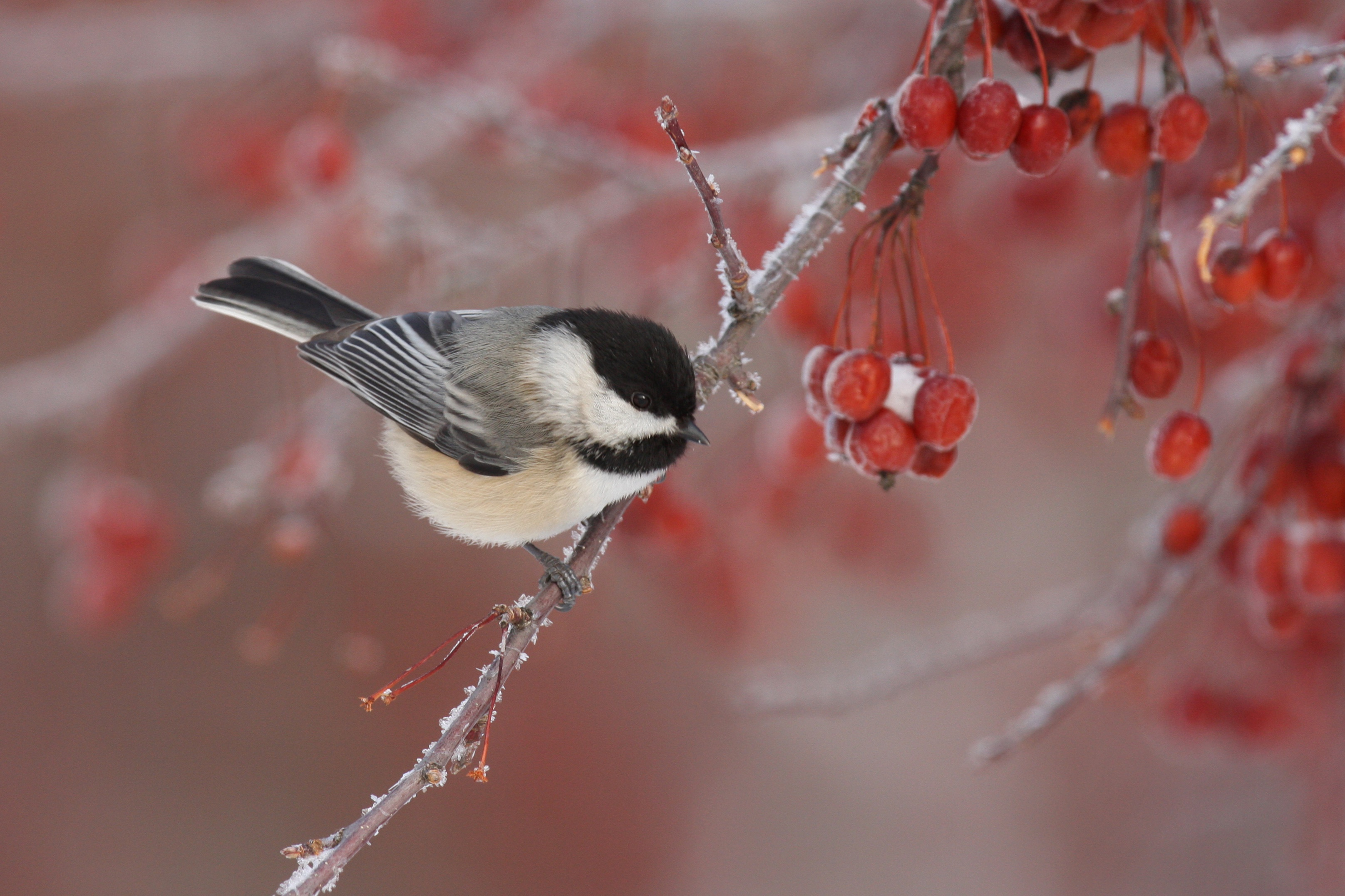 Berry Bird Branch Winter 3232x2154