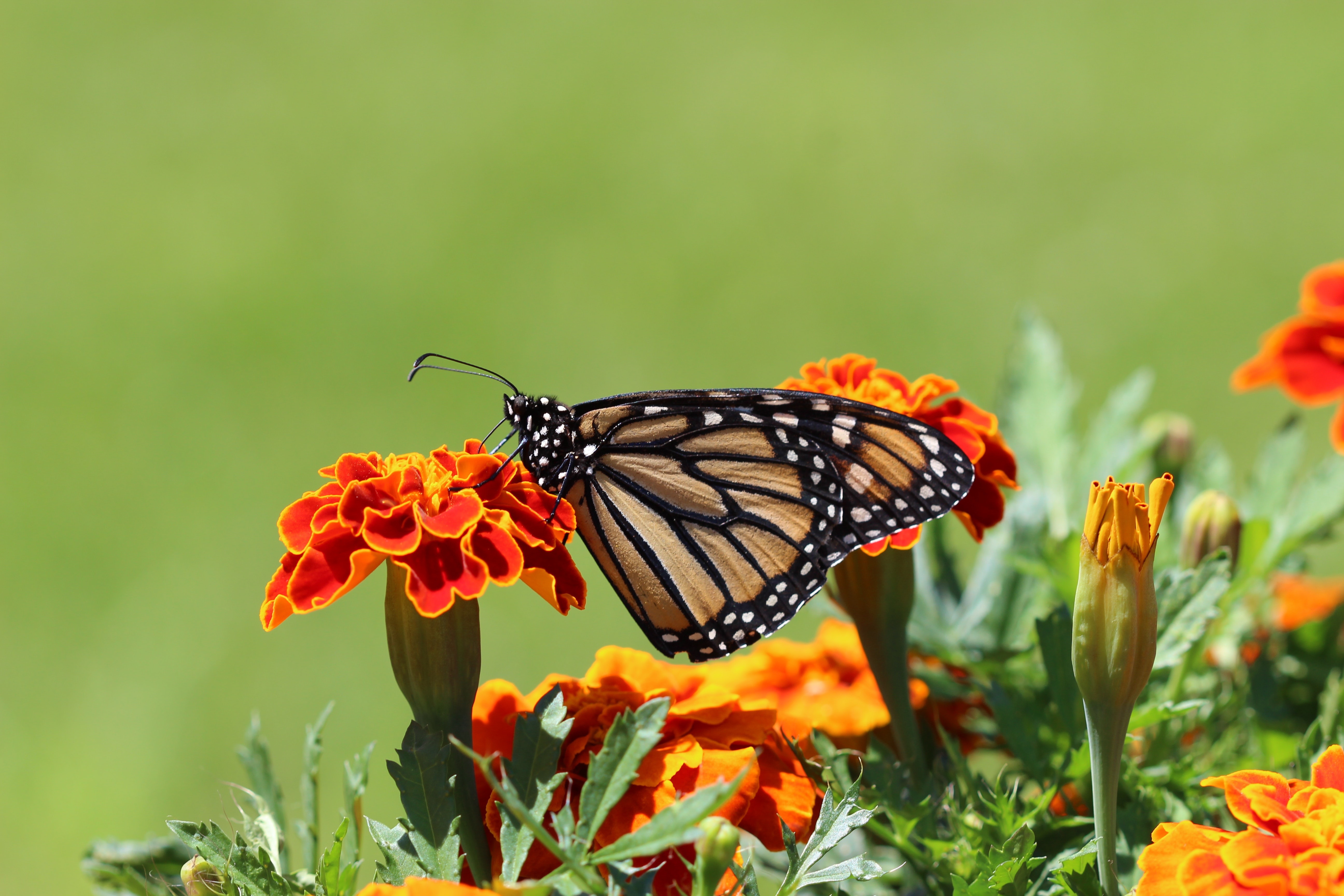 Butterfly Insect Macro Marigold Monarch Butterfly Orange Flower 5184x3456