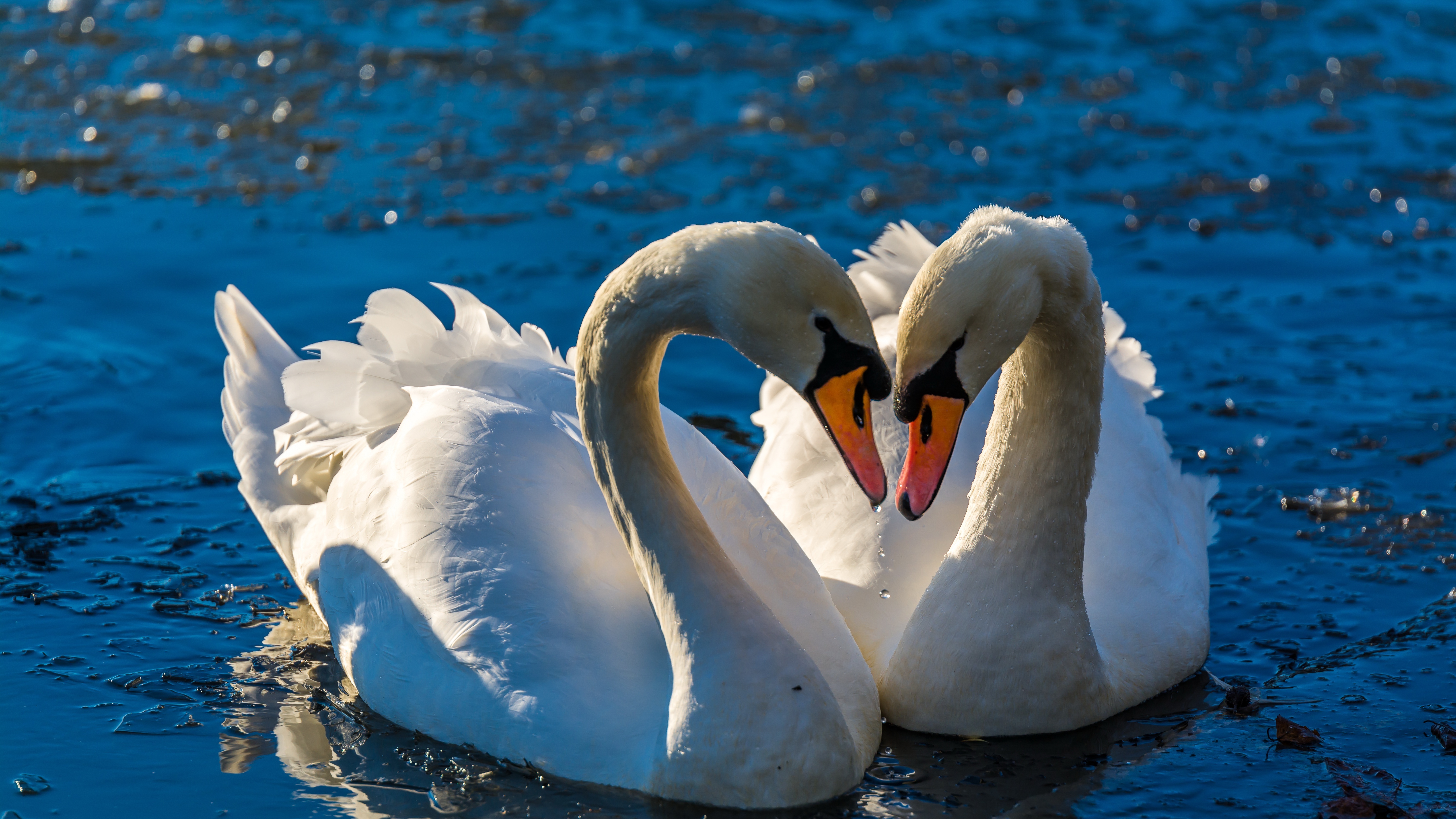 Animal Bird Couple Mute Swan Swan Wildlife 5986x3367