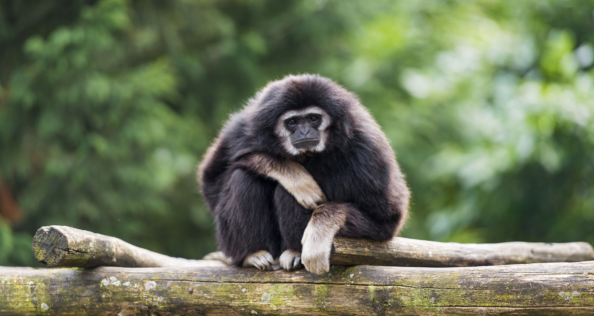 Animal Monkey 2048x1091