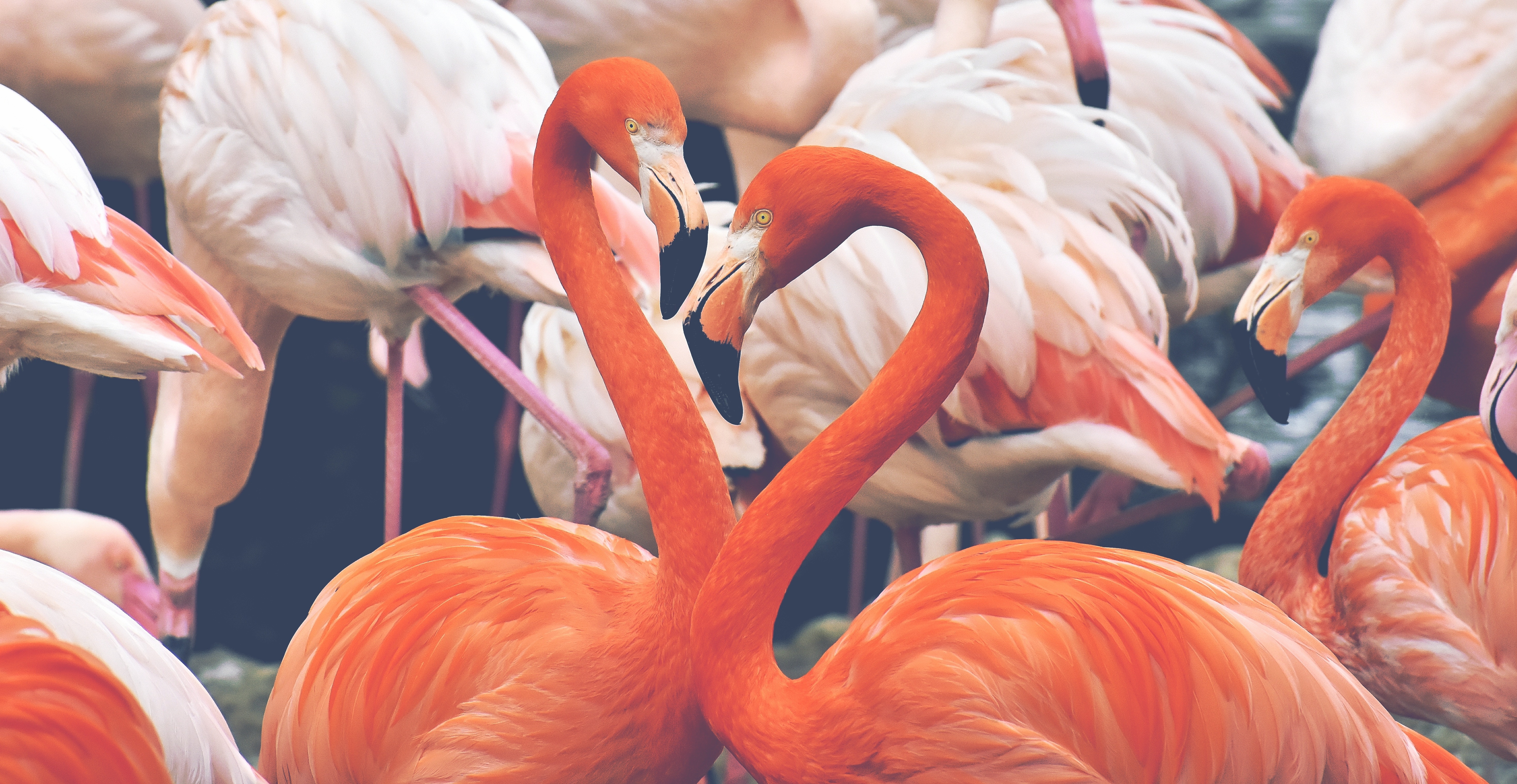 Bird Flamingo Wildlife 5874x3039