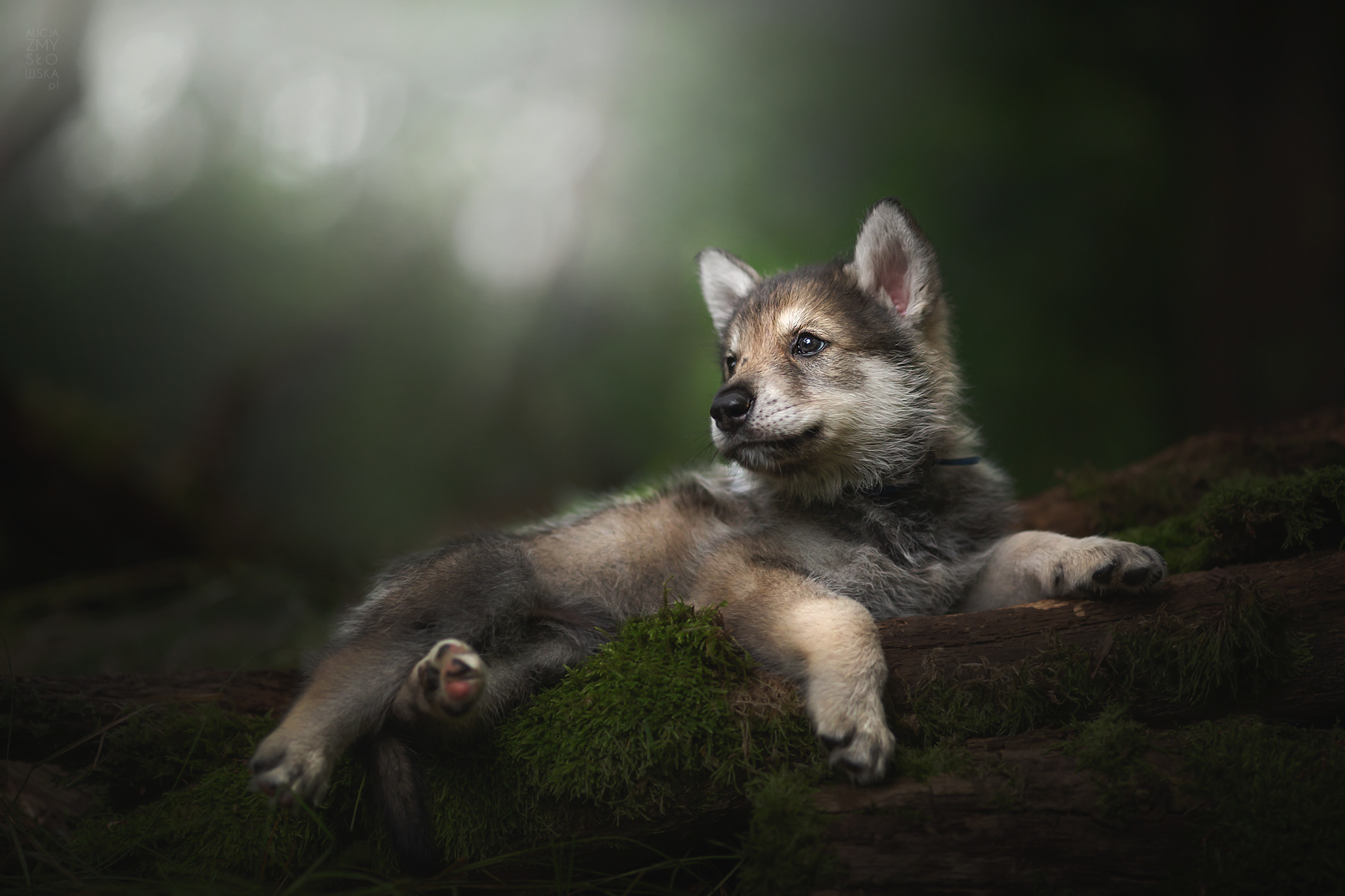 Animal Wolfdog 2048x1365