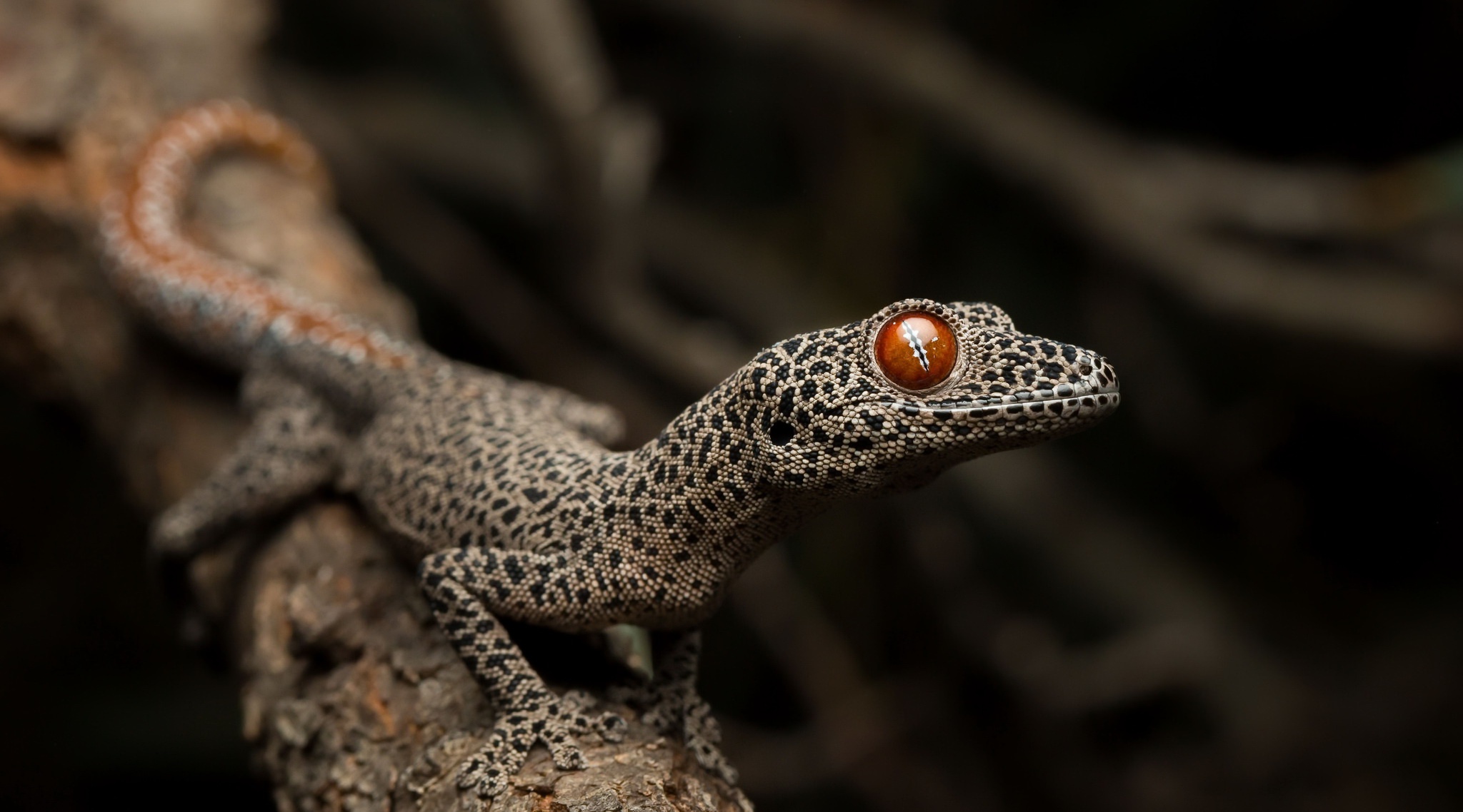 Gecko Lizard Reptile Wildlife 2048x1138
