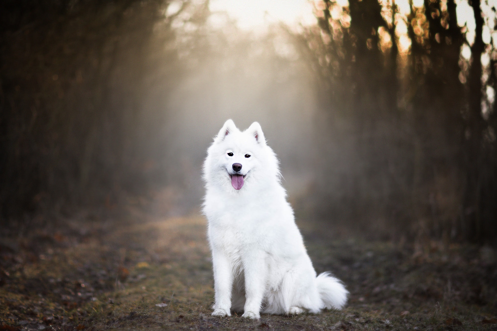 Depth Of Field Dog Pet Samoyed 2000x1333