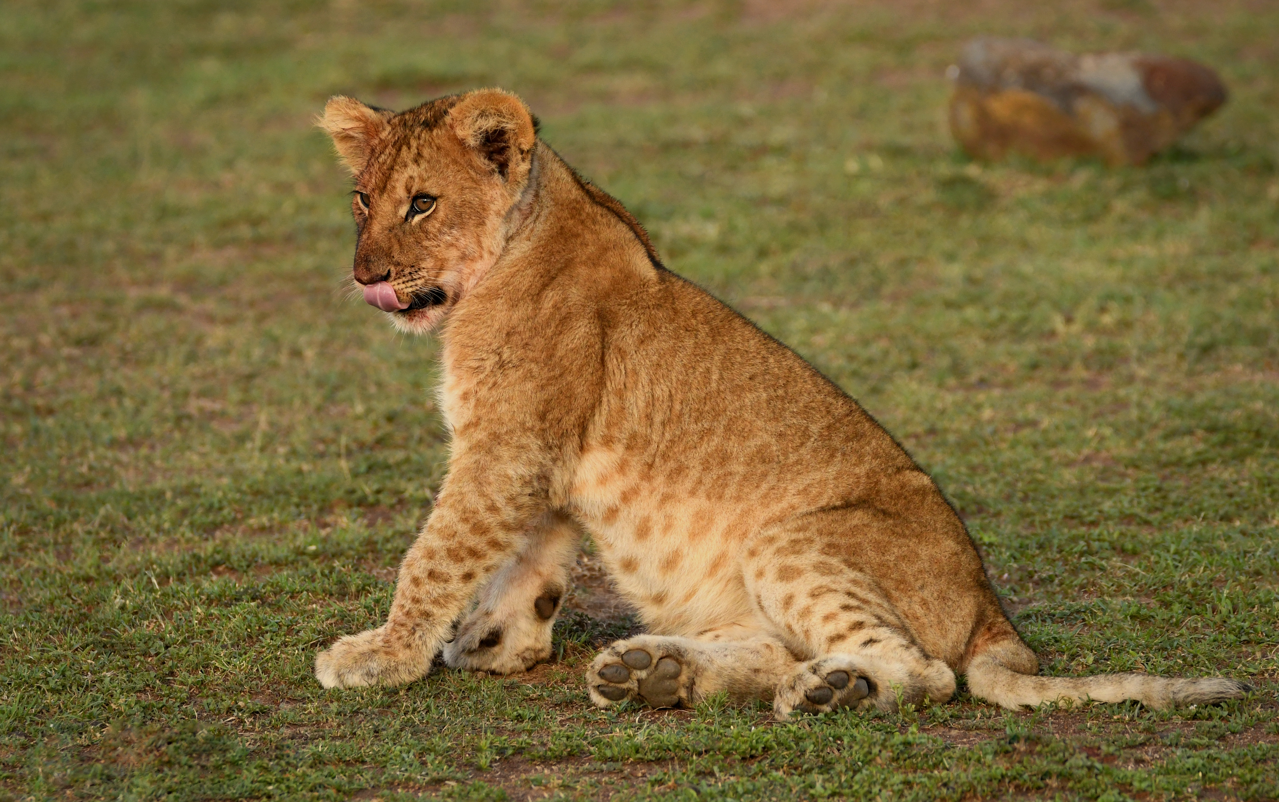 Cub Maasai Mara National Reserve Wildlife 4954x3108