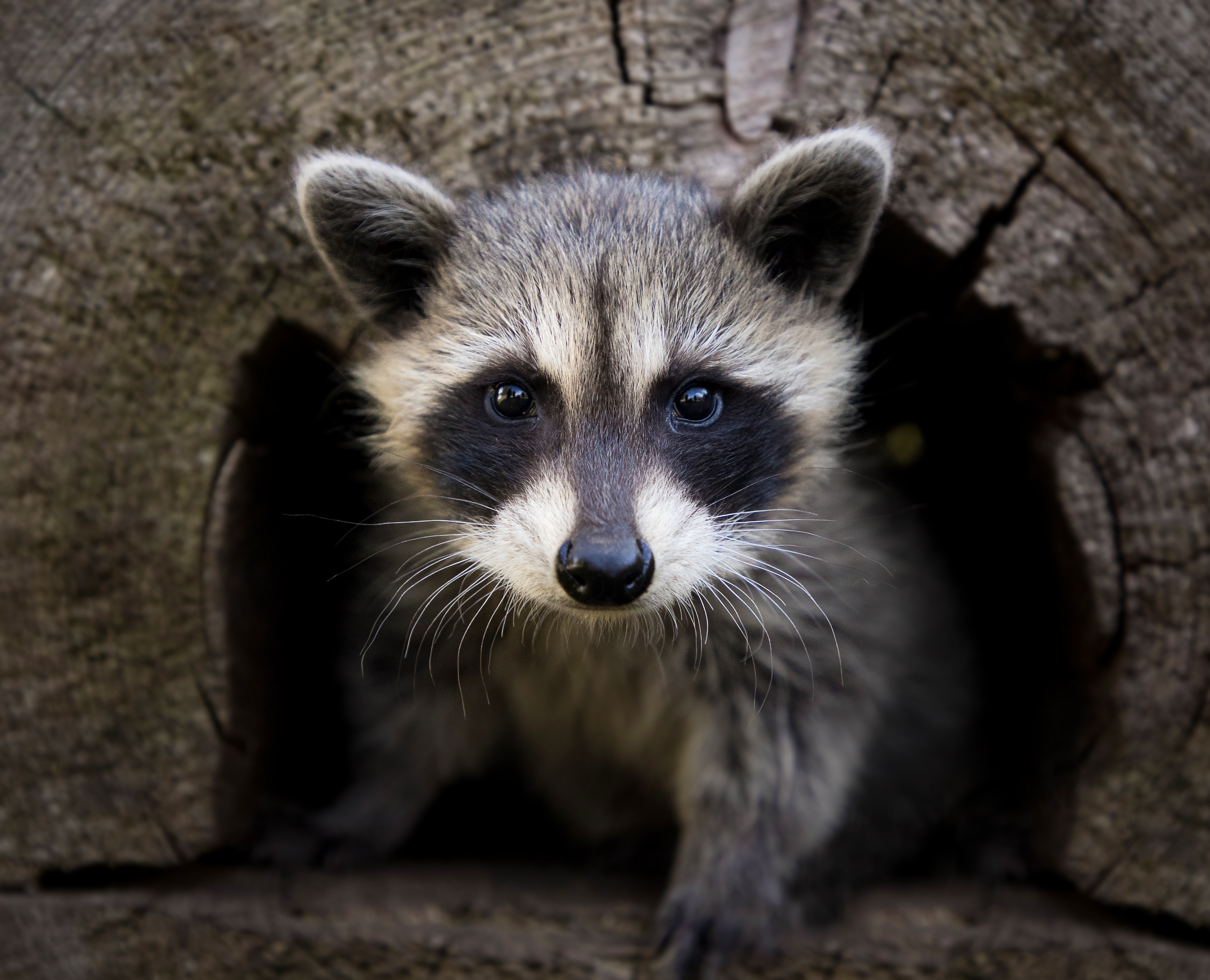 Raccoon Wildlife 4588x3717