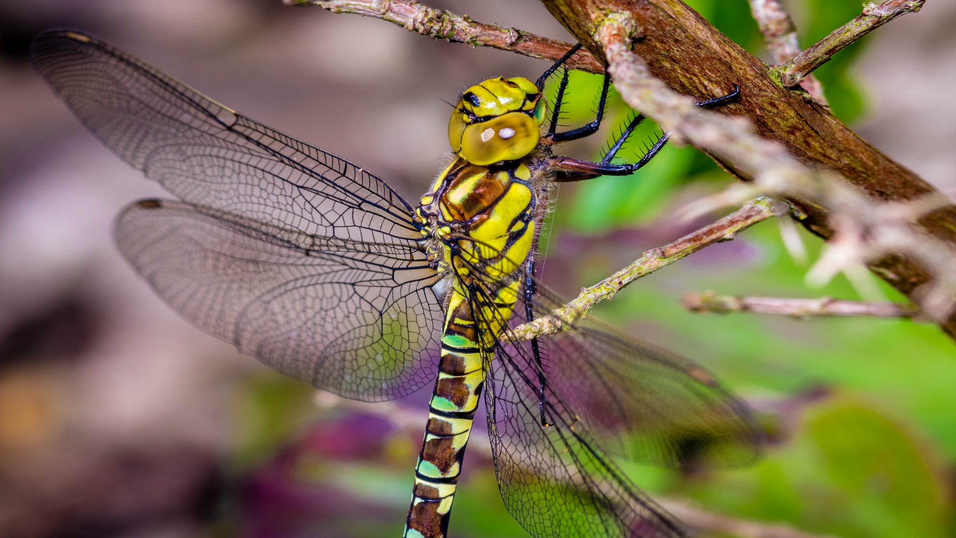 Close Up Dragonfly Insect Wings 1920x1080