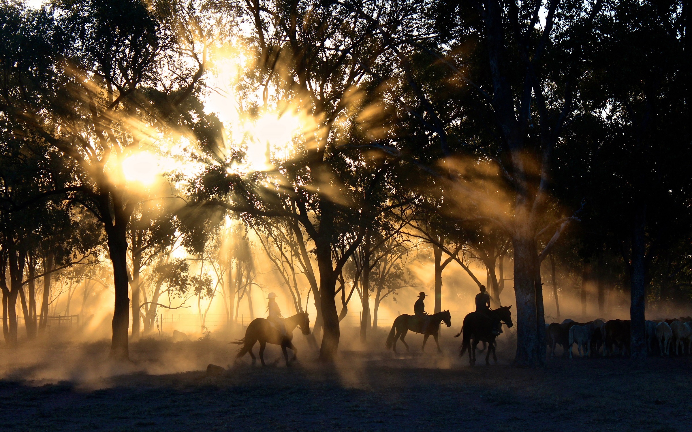 Australia Cattle Cowboy Horse Outback Sunbeam Sunlight Tree Victoria Australia 2400x1499