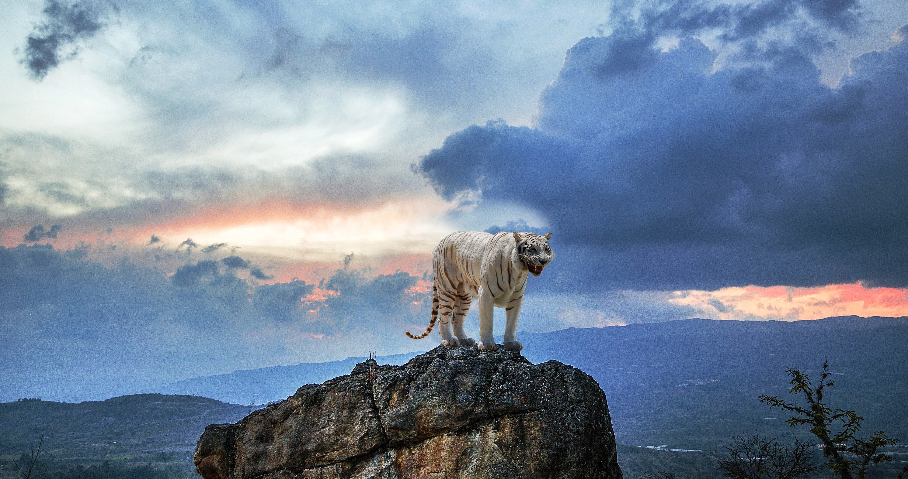 Cloud Rock Sky White Tiger Predator Animal 2985x1577