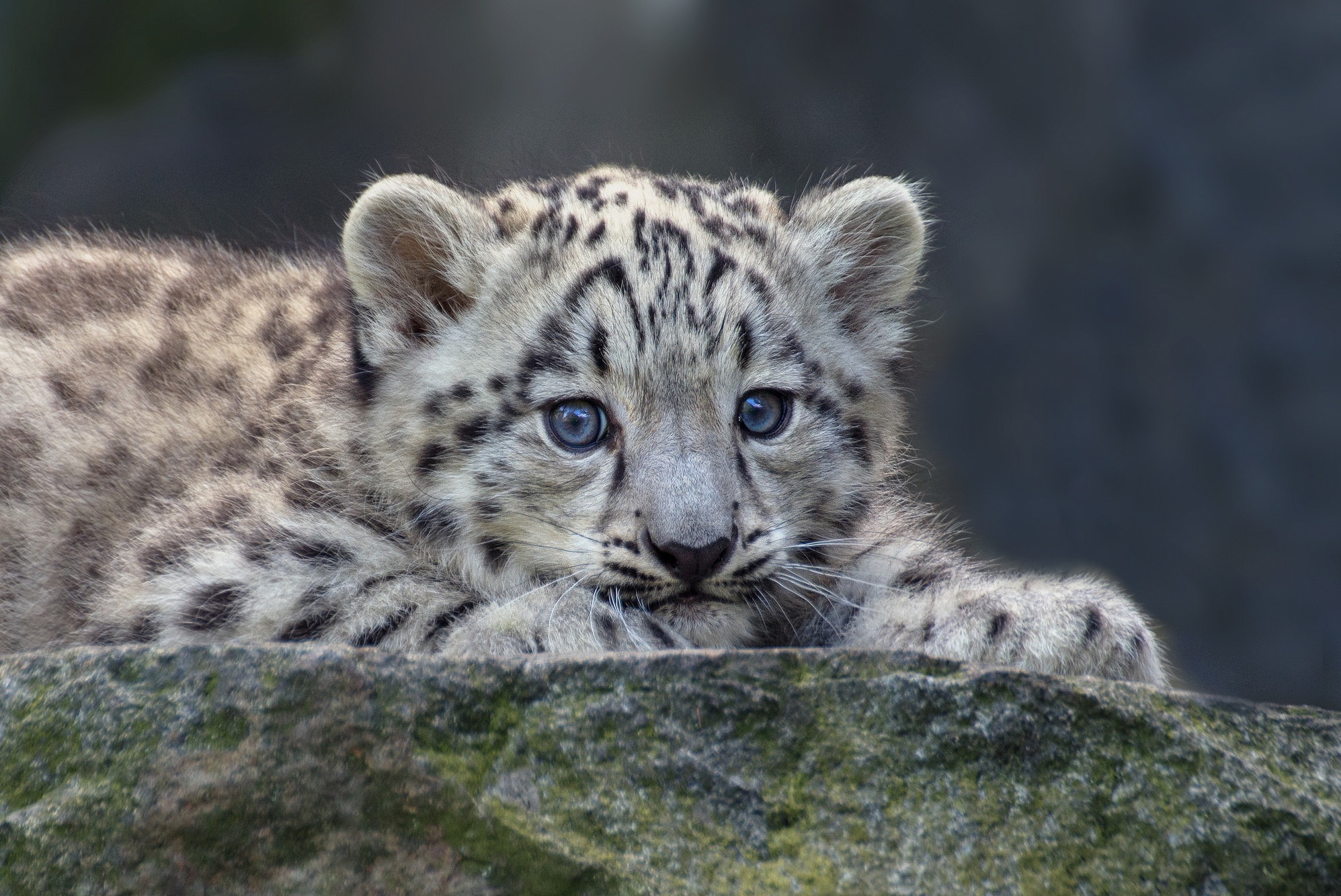 Baby Animal Cub Snow Leopard Wildlife 1995x1334