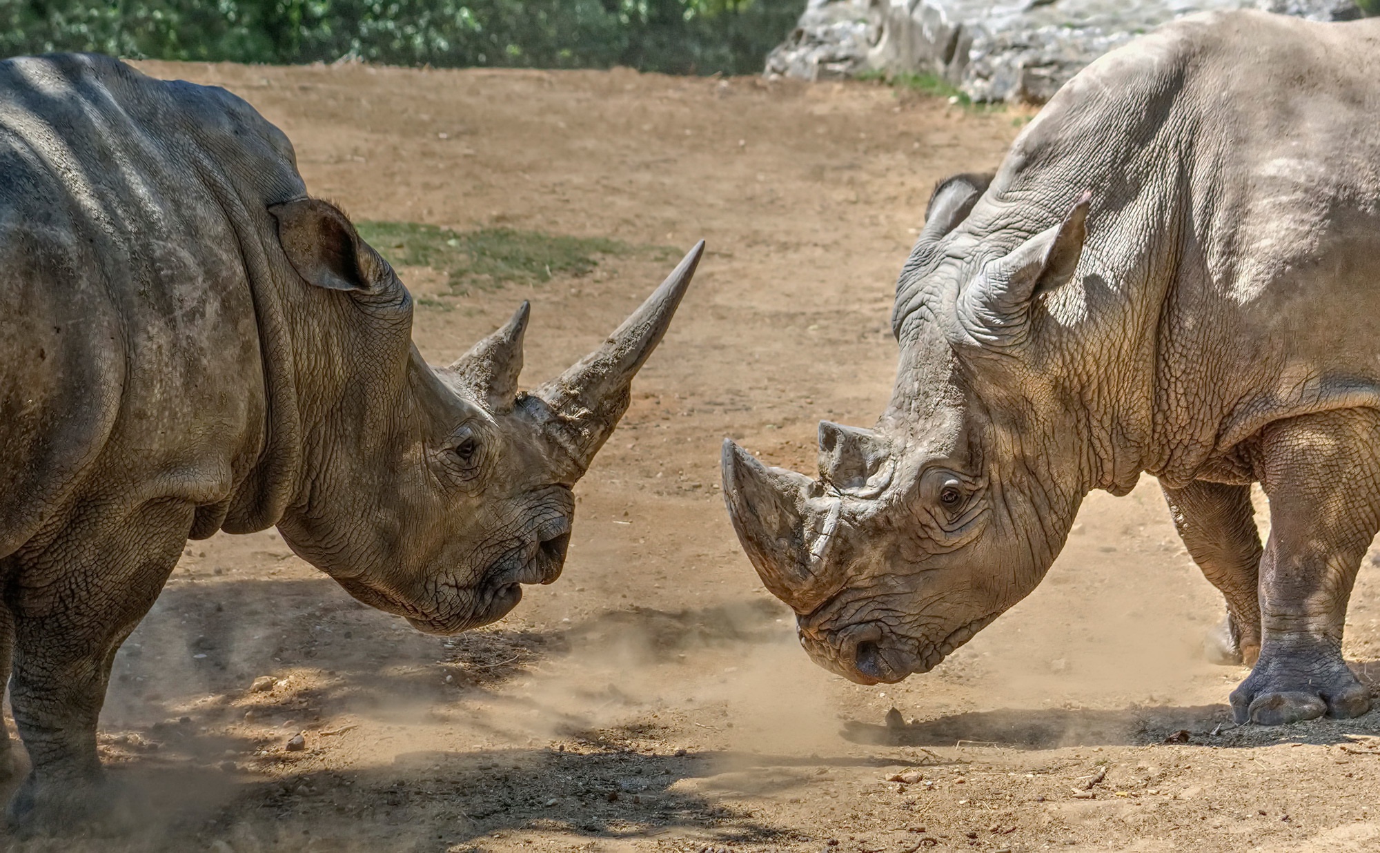 Rhino Wildlife 2000x1236