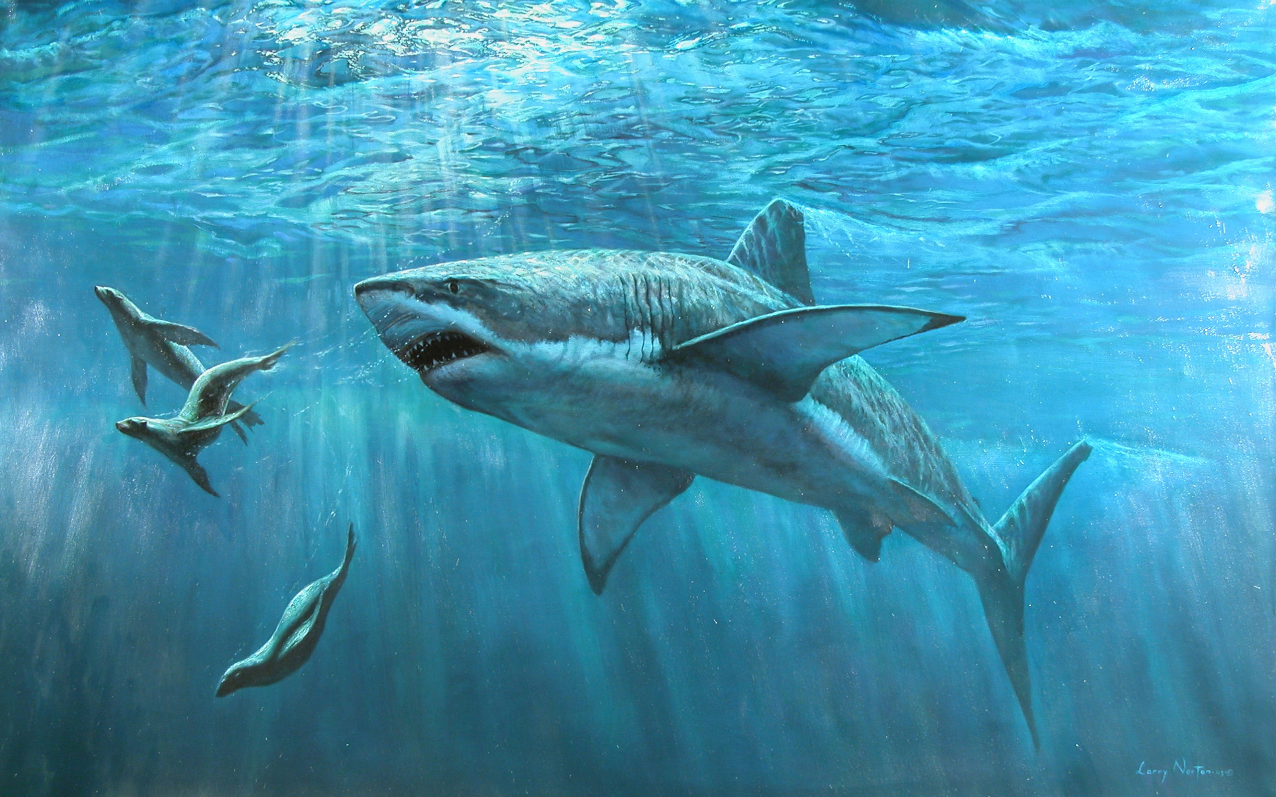Ocean Sea Shark Water 2560x1600