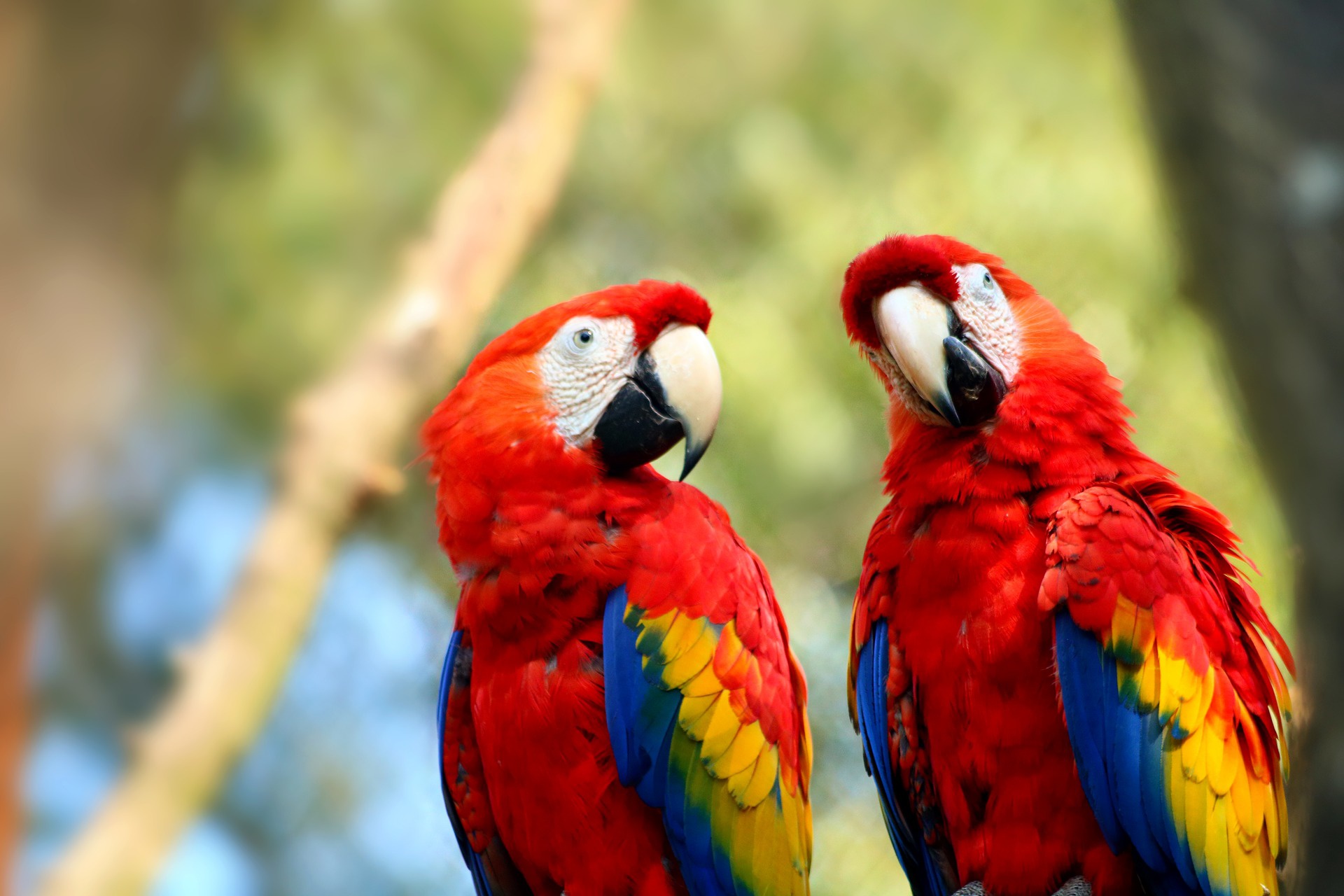Bird Macaw Parrot Scarlet Macaw Wildlife 1920x1280