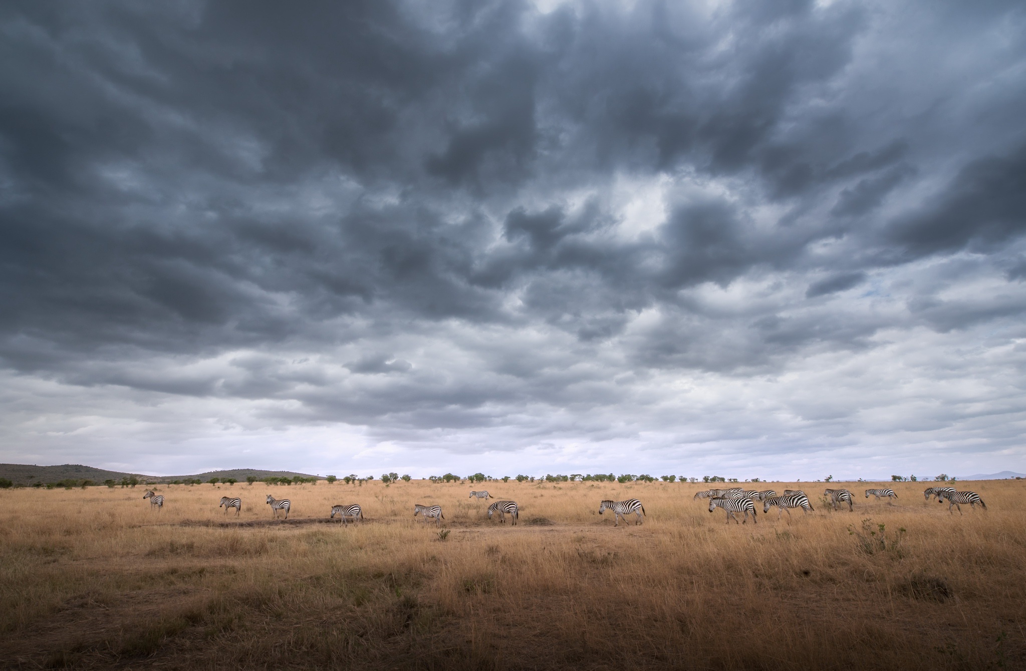 Cloud Savannah Wildlife Zebra 2048x1340