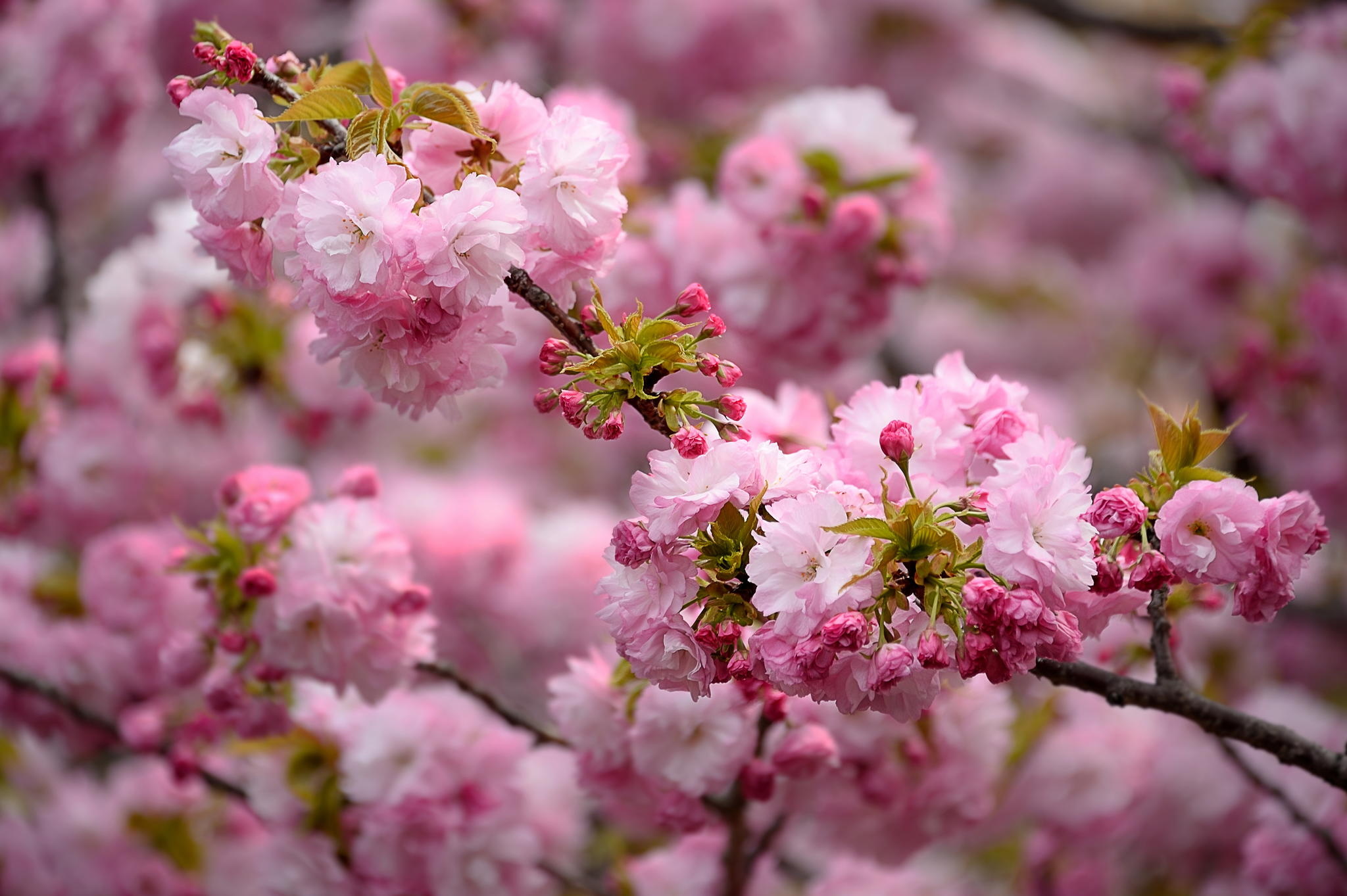 Blossom Spring 2048x1363