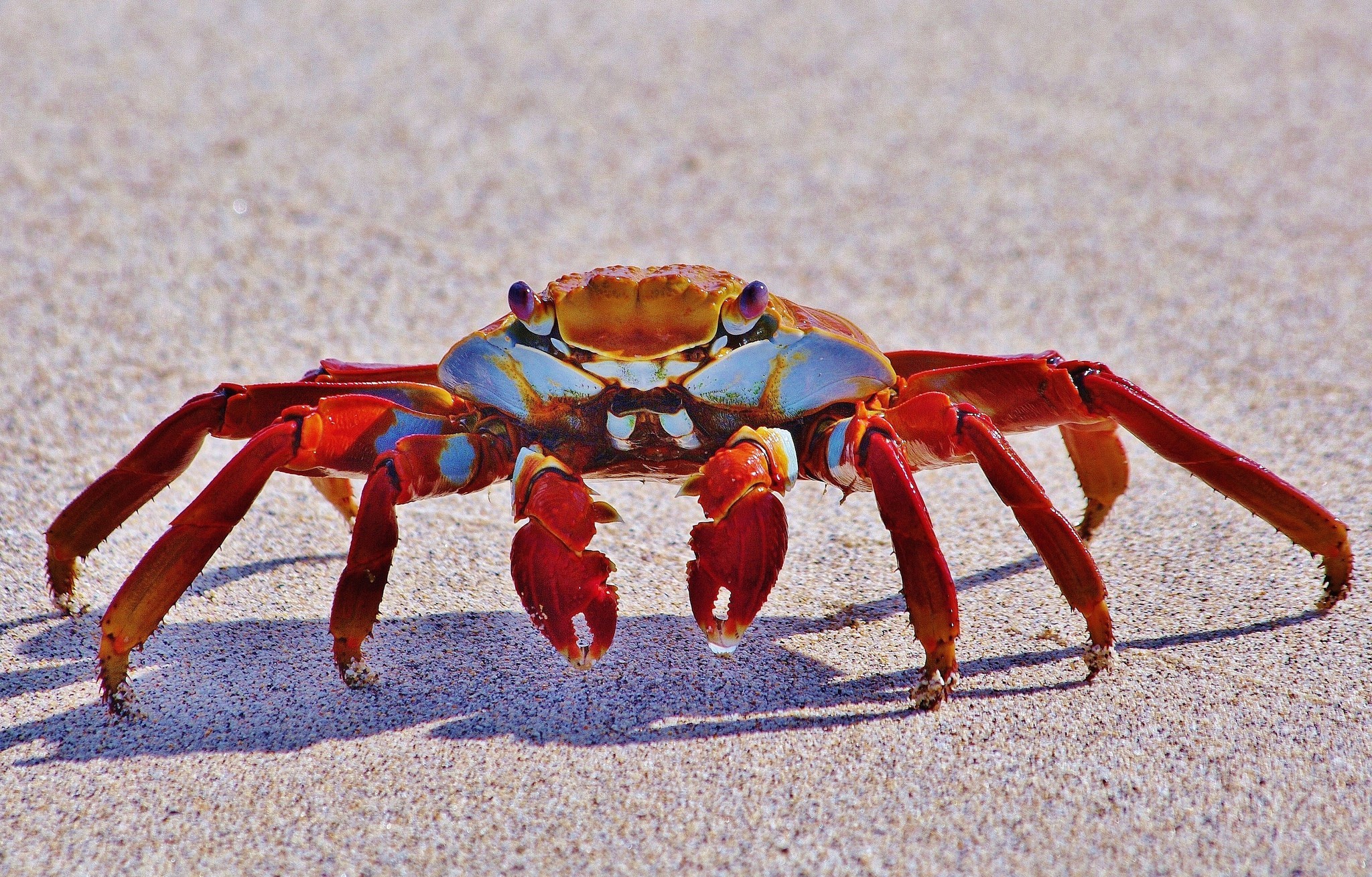 Claws Crab Funny 2048x1310