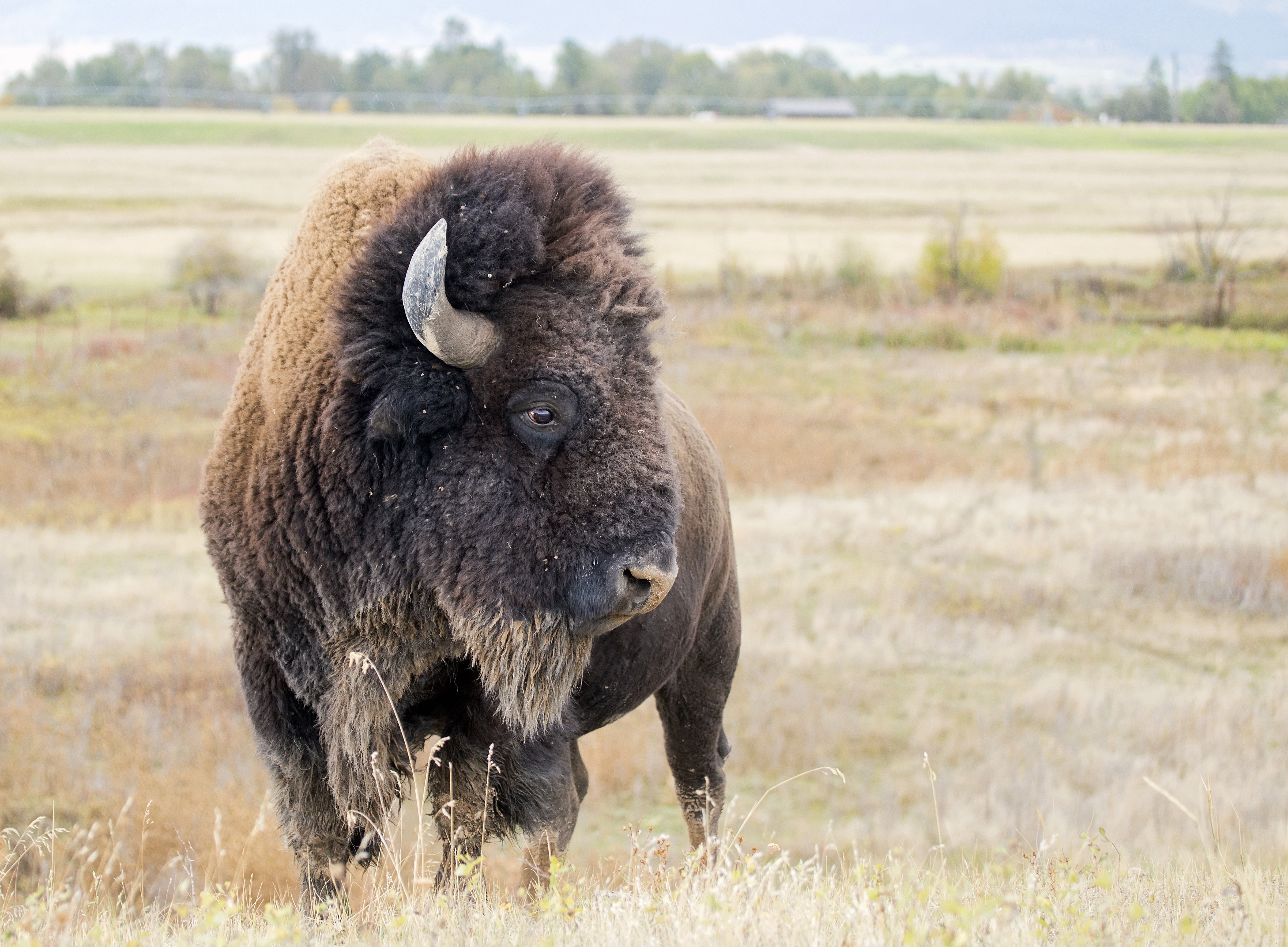 American Bison Wildlife 4810x3538