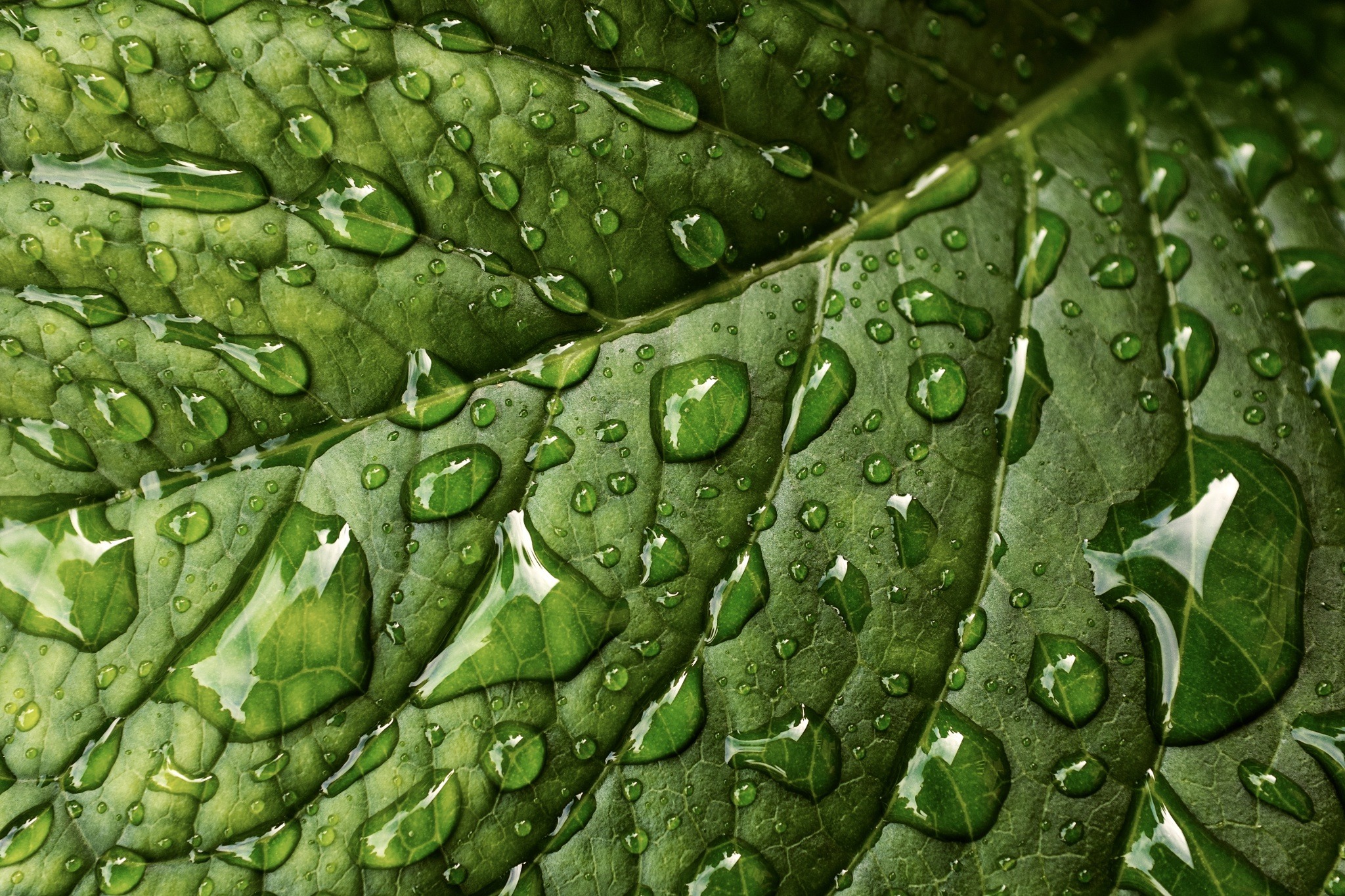 Dew Green Leaf Macro Texture Water Drop 2048x1365