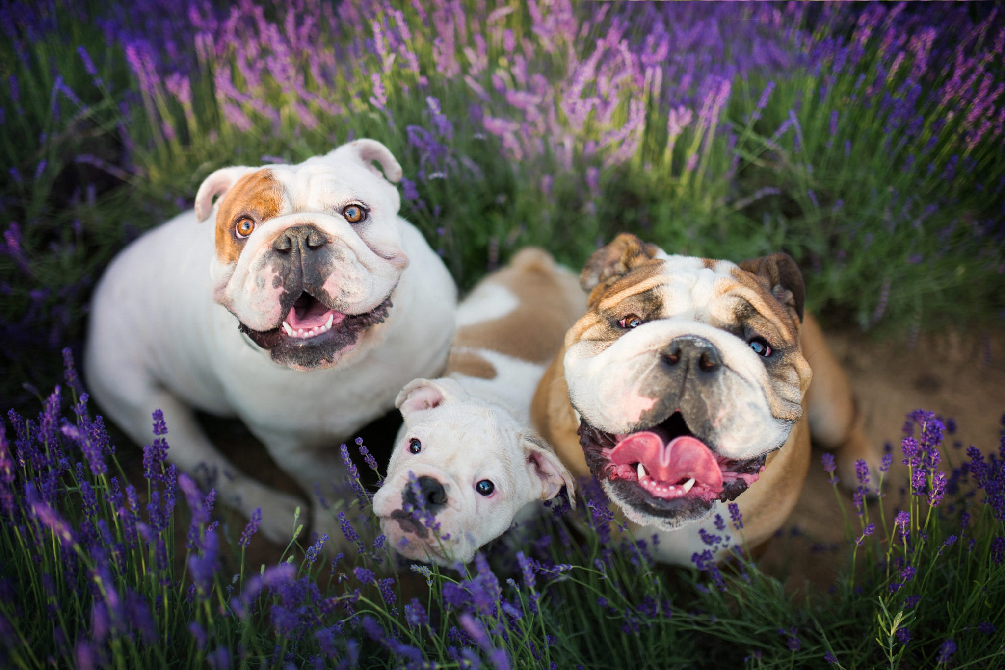 Dog English Bulldog Pet Purple Flower 2048x1367