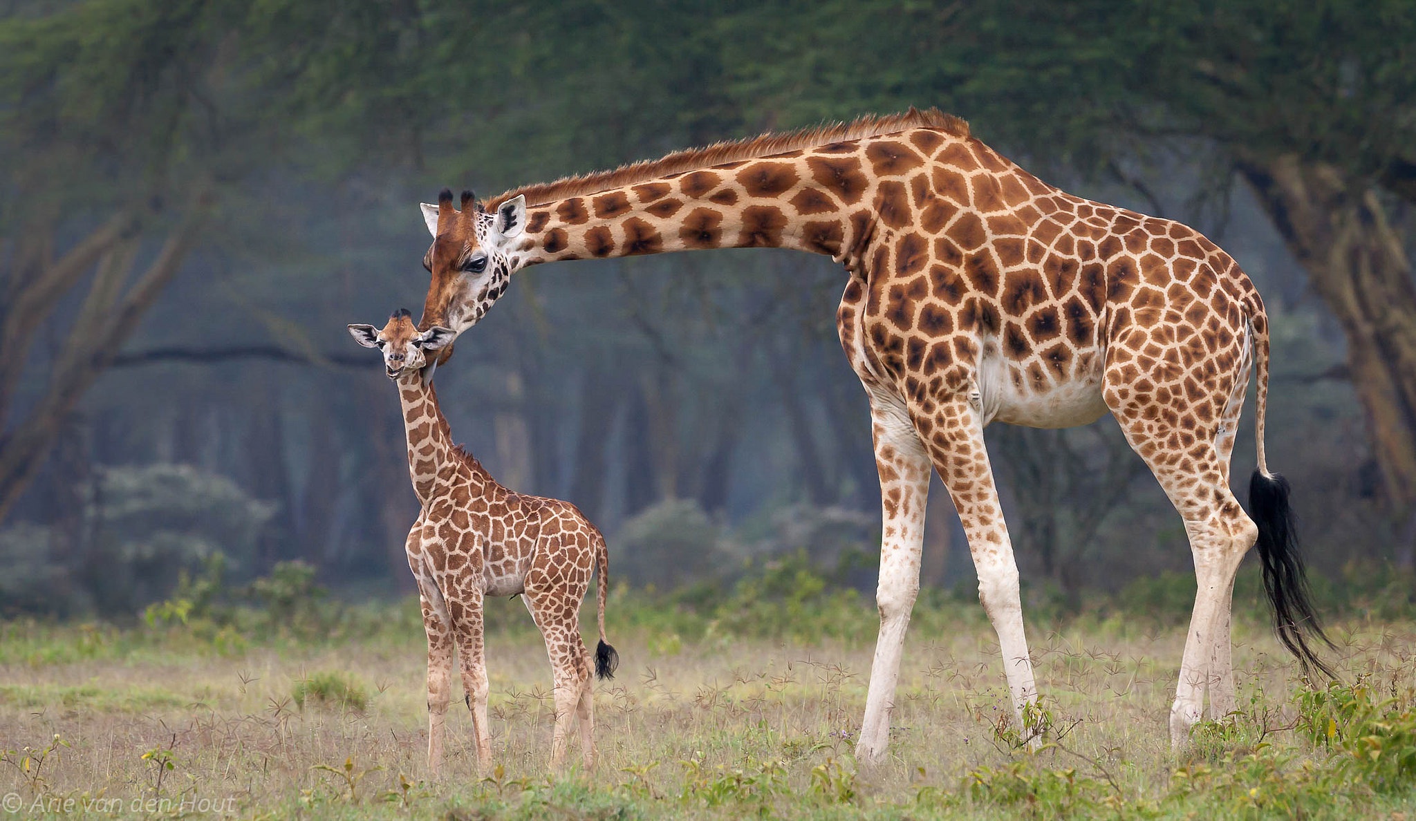 Baby Animal Giraffe Wildlife 2048x1188