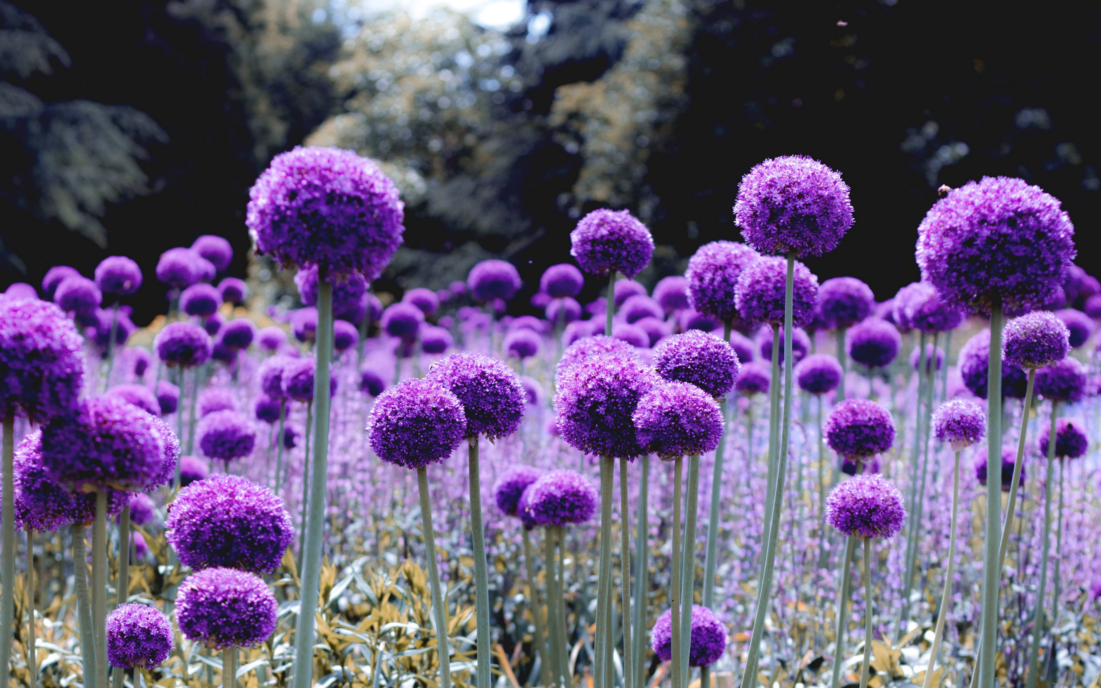 Allium Flower Nature Purple Flower 3840x2400
