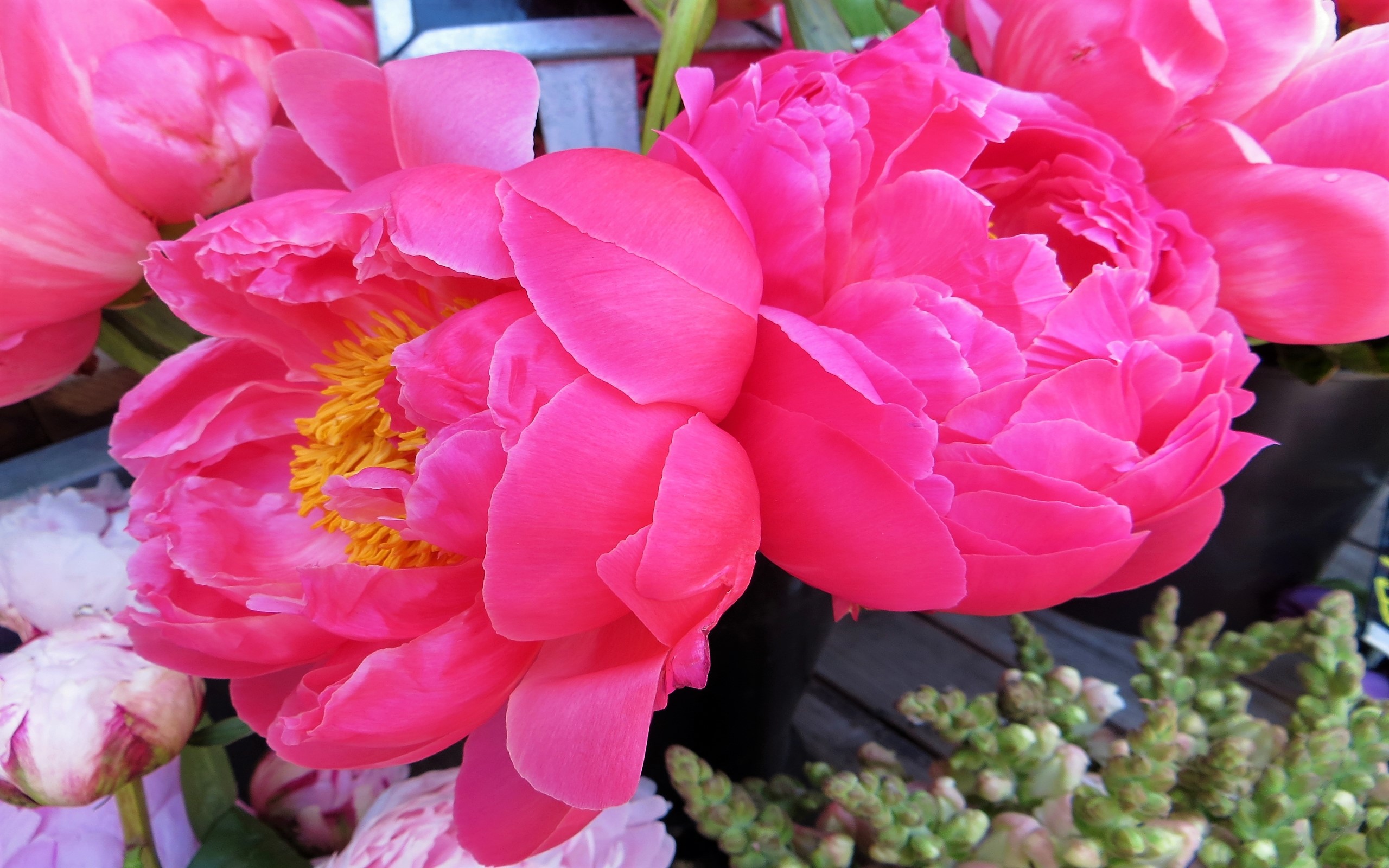 Earth Flower Peony Pink Flower 2560x1600