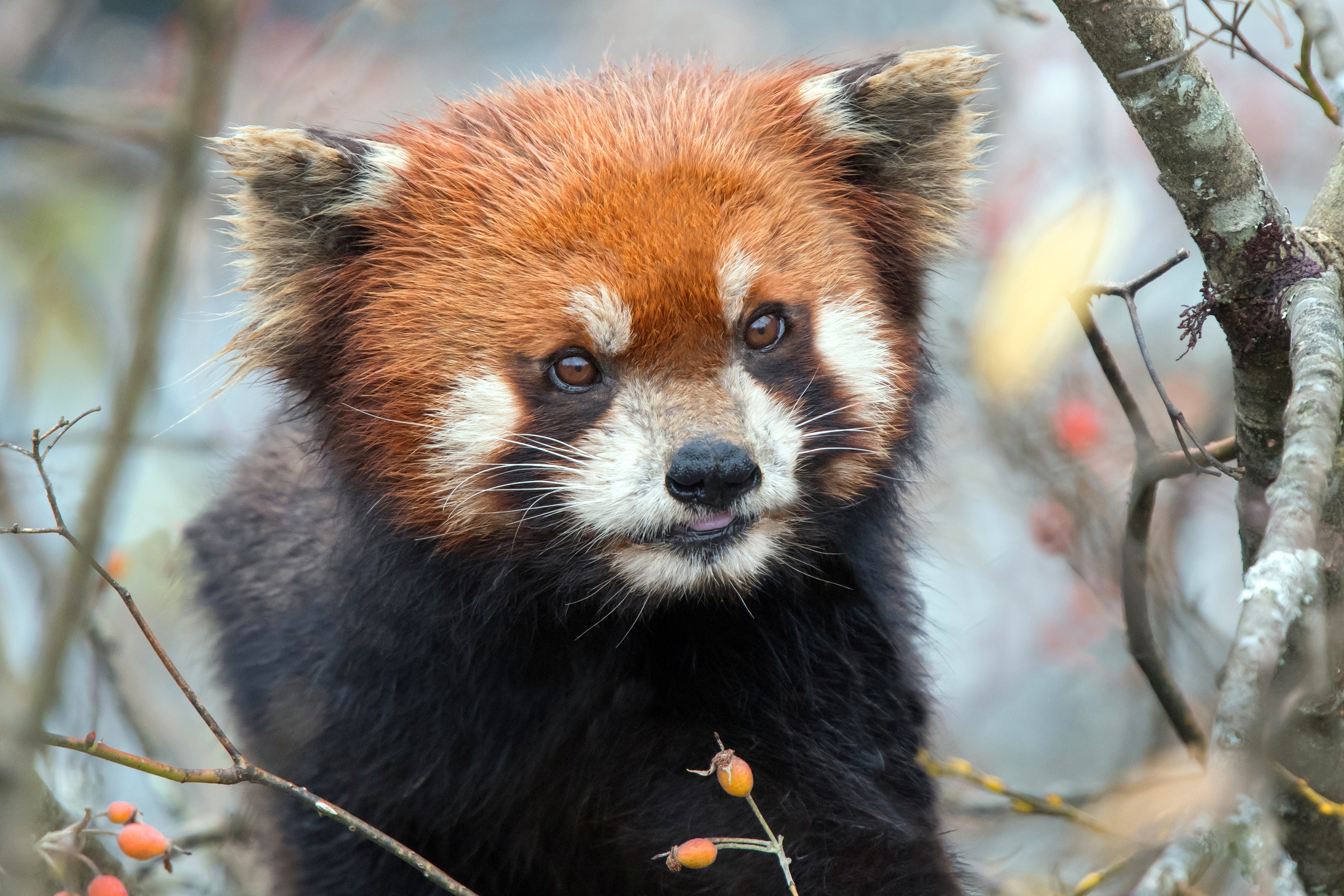 Red Panda Wildlife 3840x2560