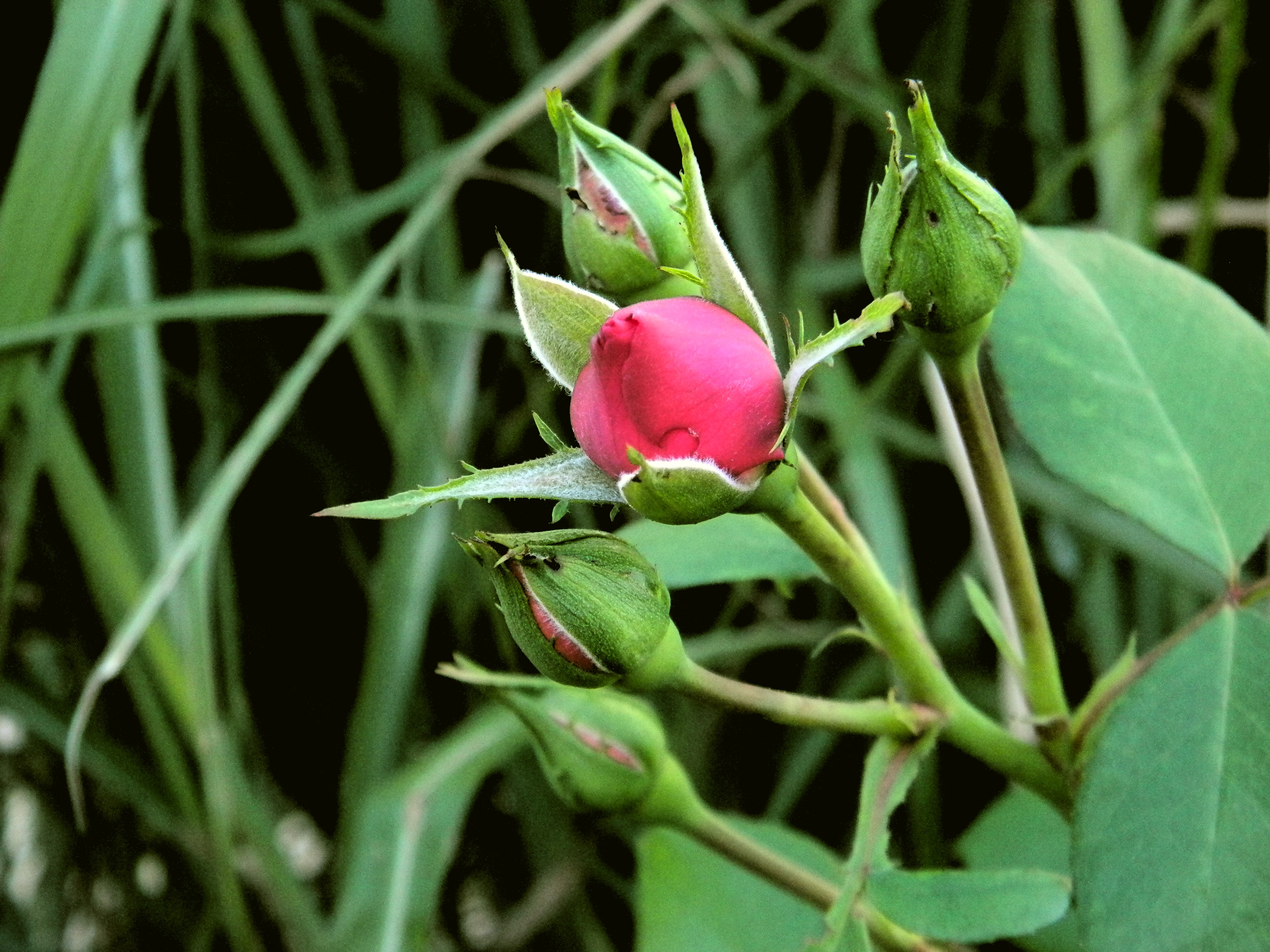 Bud Nature Red Rose 4000x3000