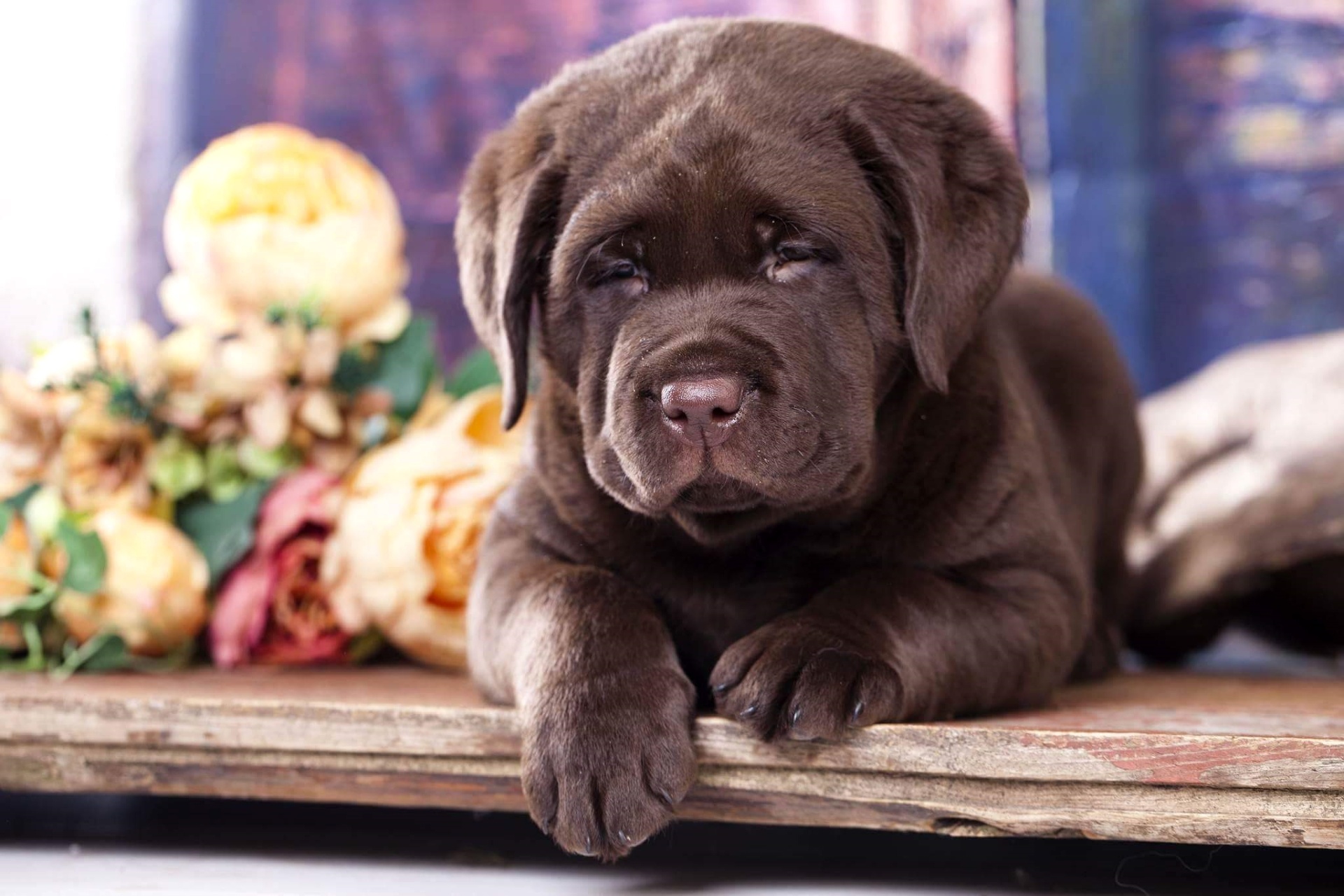 Baby Animal Dog Labrador Pet Puppy 1920x1280