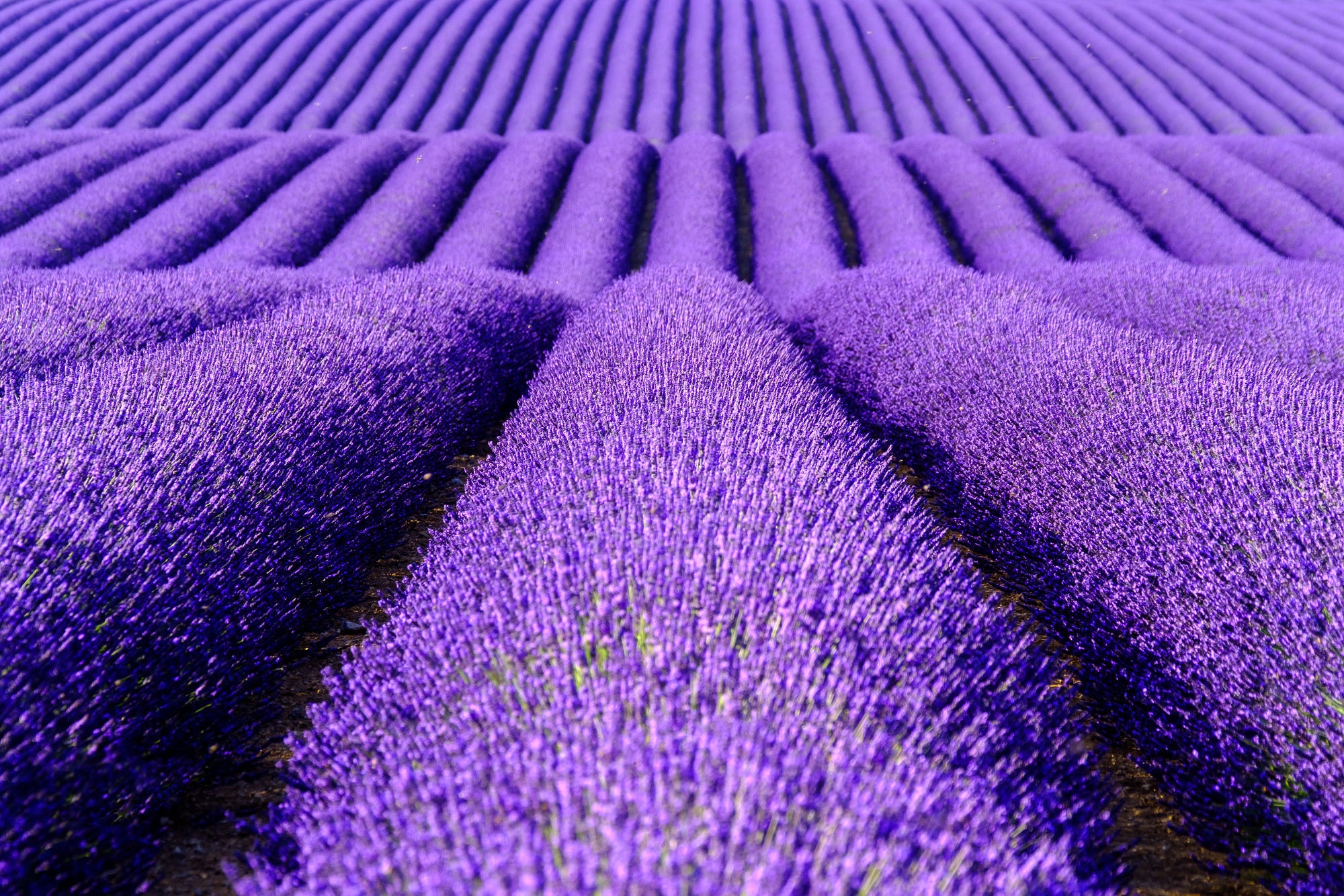 Flower Lavender Purple Flower Summer 2000x1334