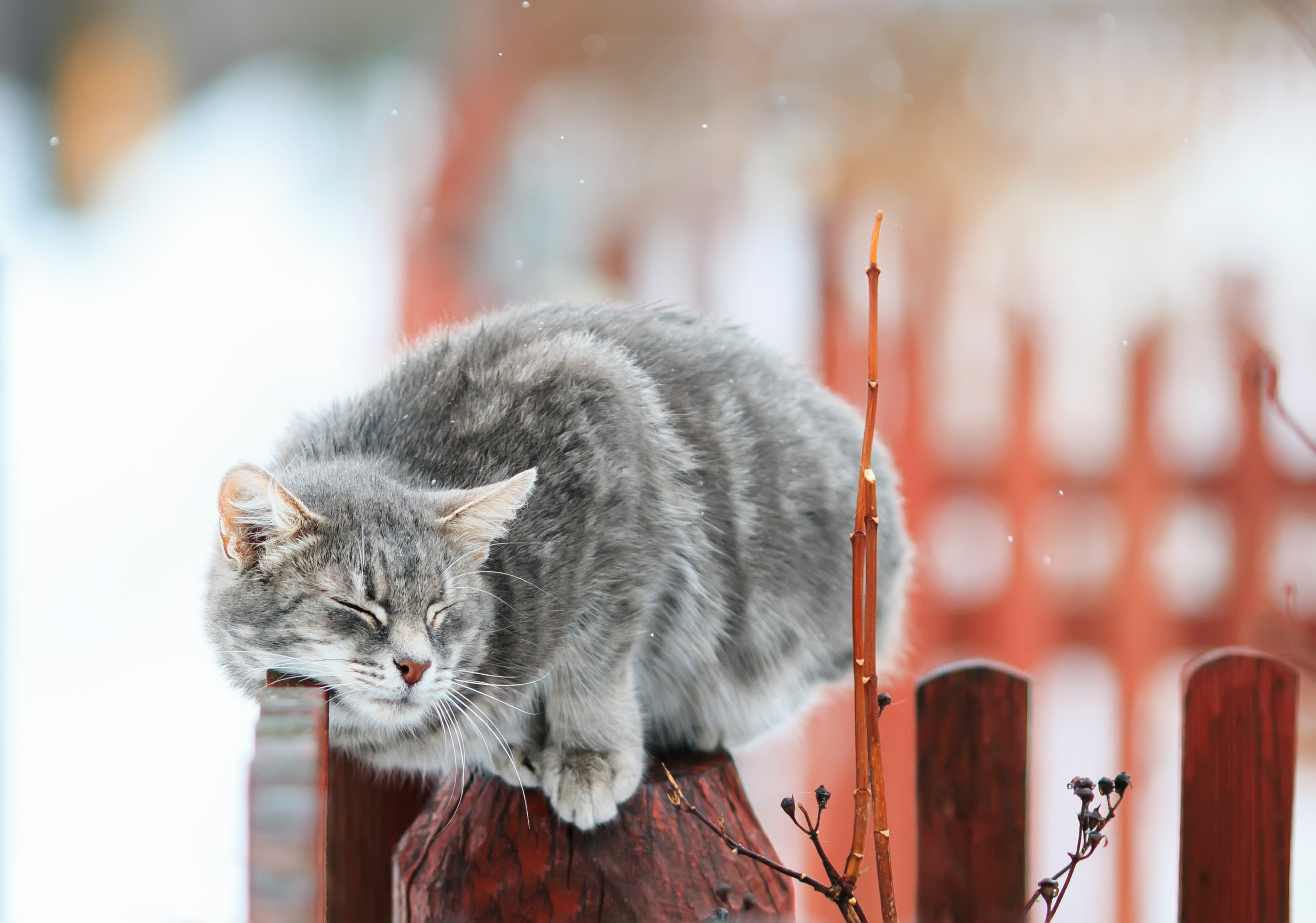 Cat Cute Depth Of Field Pet Winter 2800x1963