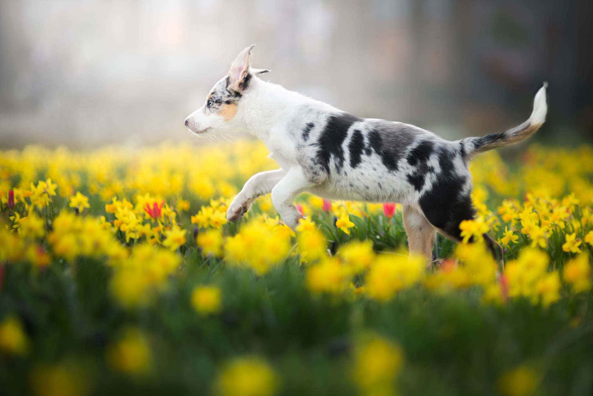 Australian Shepherd Baby Animal Daffodil Dog Pet Puppy Yellow Flower 2048x1367