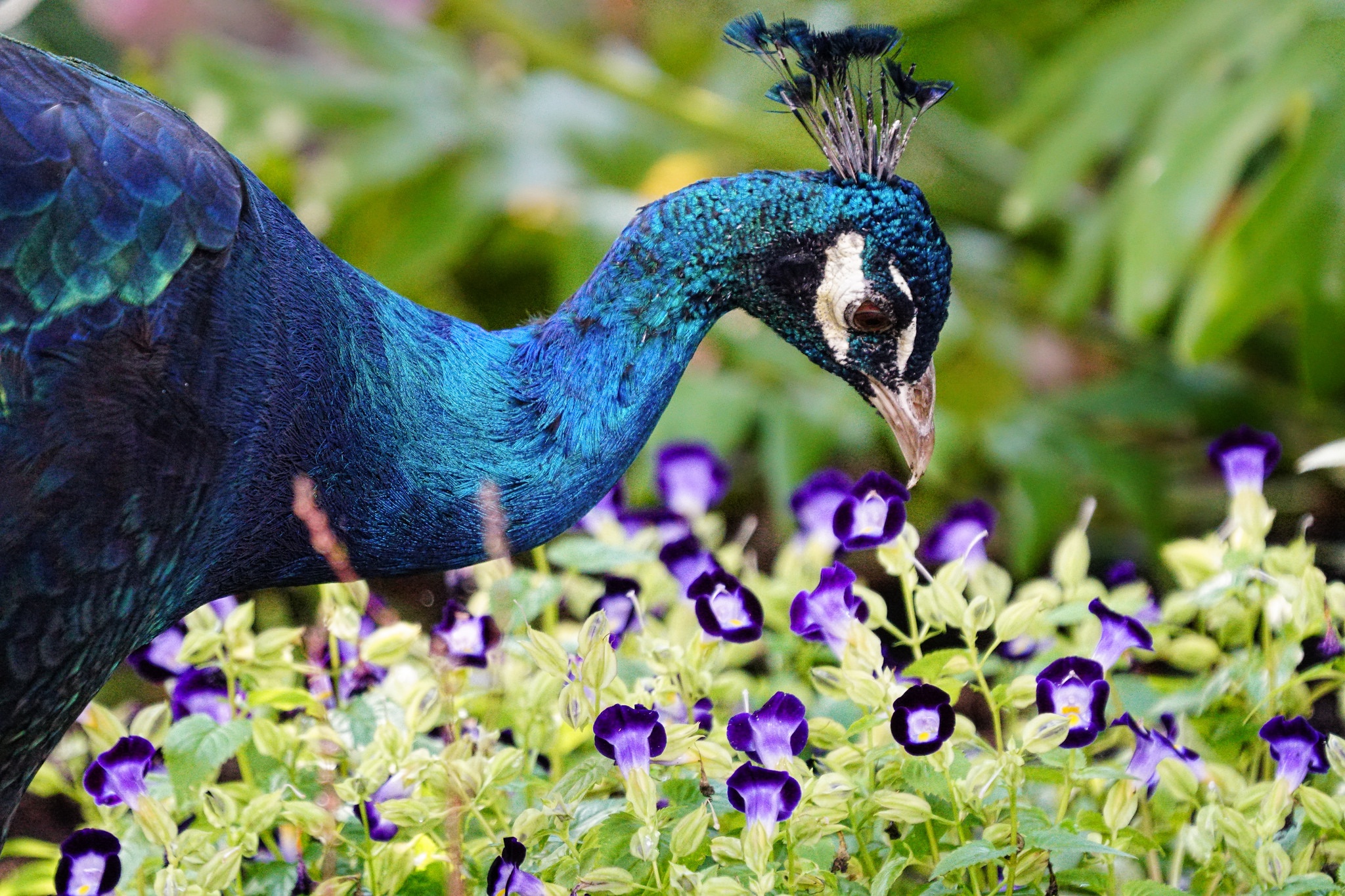 Bird Peacock Purple Flower 2048x1365