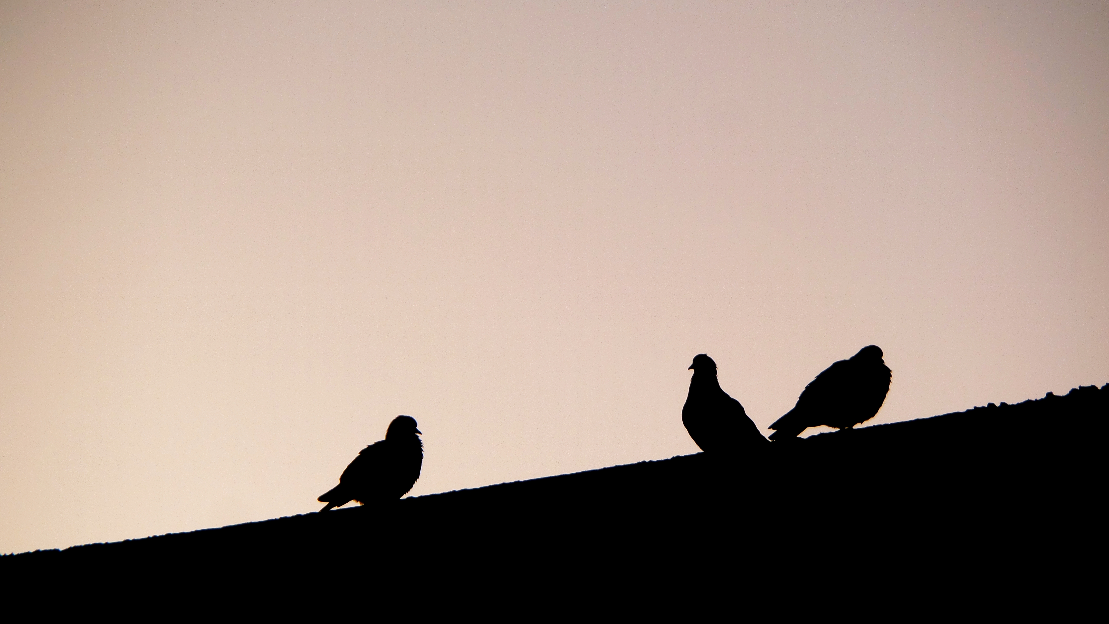 Bird Dove Morning Silhouette Sky 4320x2432