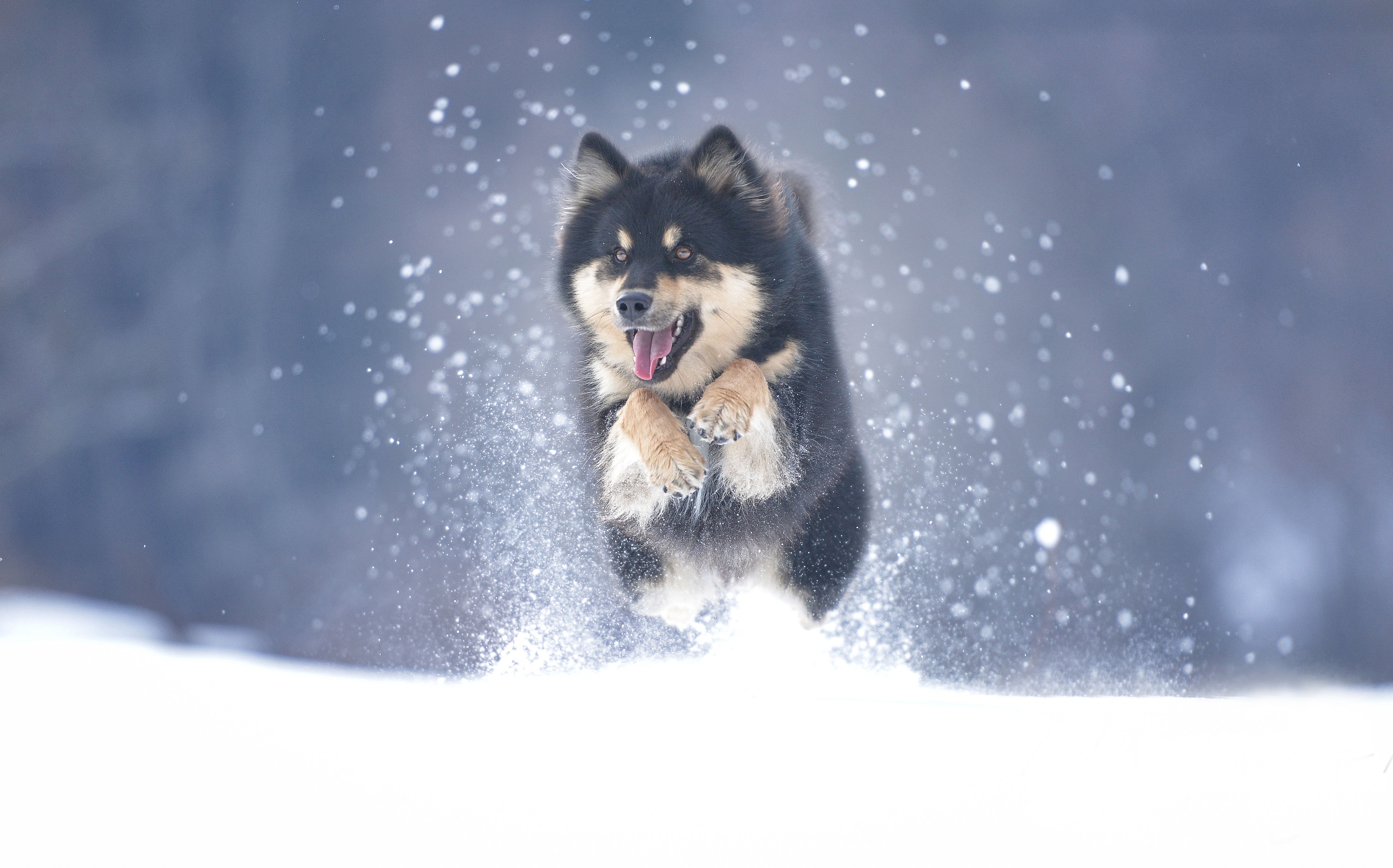 Alaskan Malamute Dog Pet Snow Winter 3200x1994